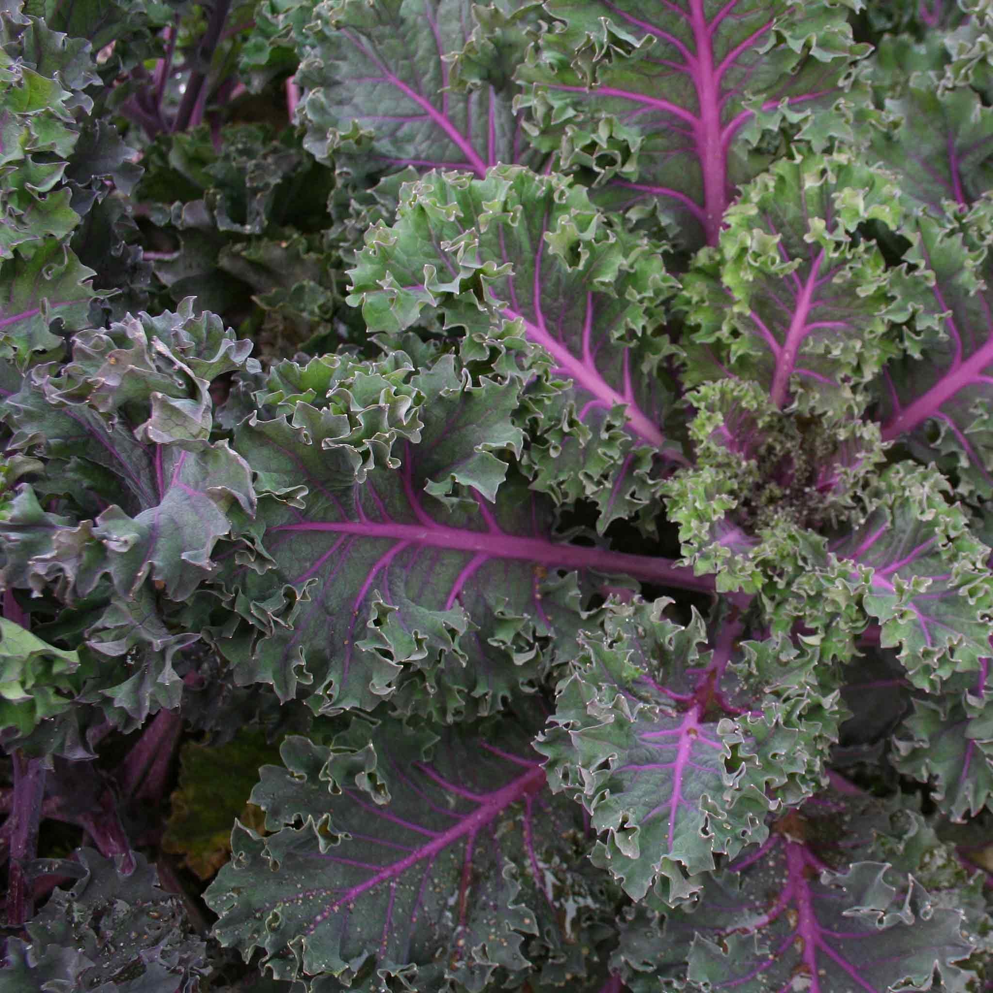 Marshalls Garden Ornamental Red-Tinted Kale 'Midnight Sun' - 25 Seeds