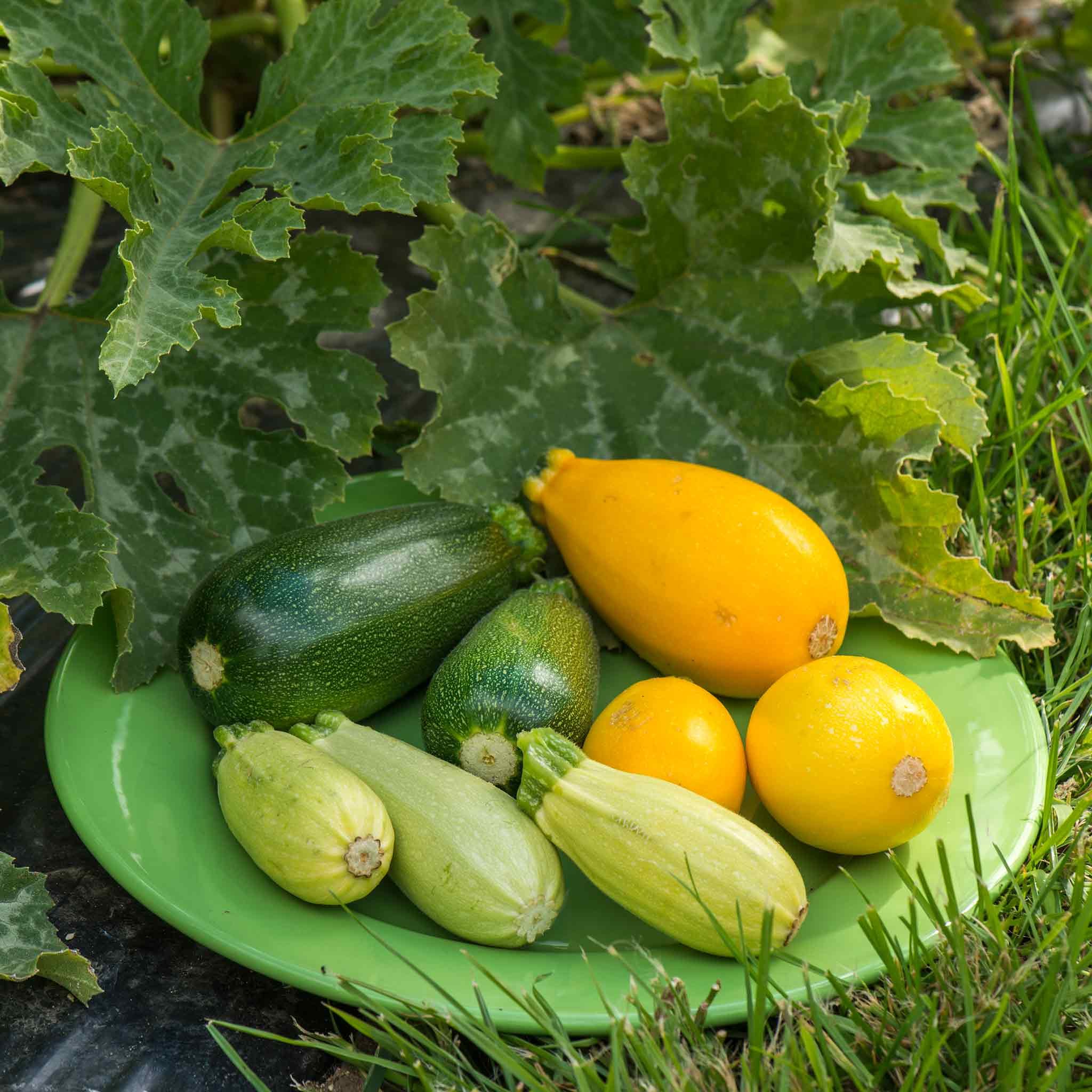 Marshalls Garden Courgette Seeds Griller Mix F1 - 8 Seeds