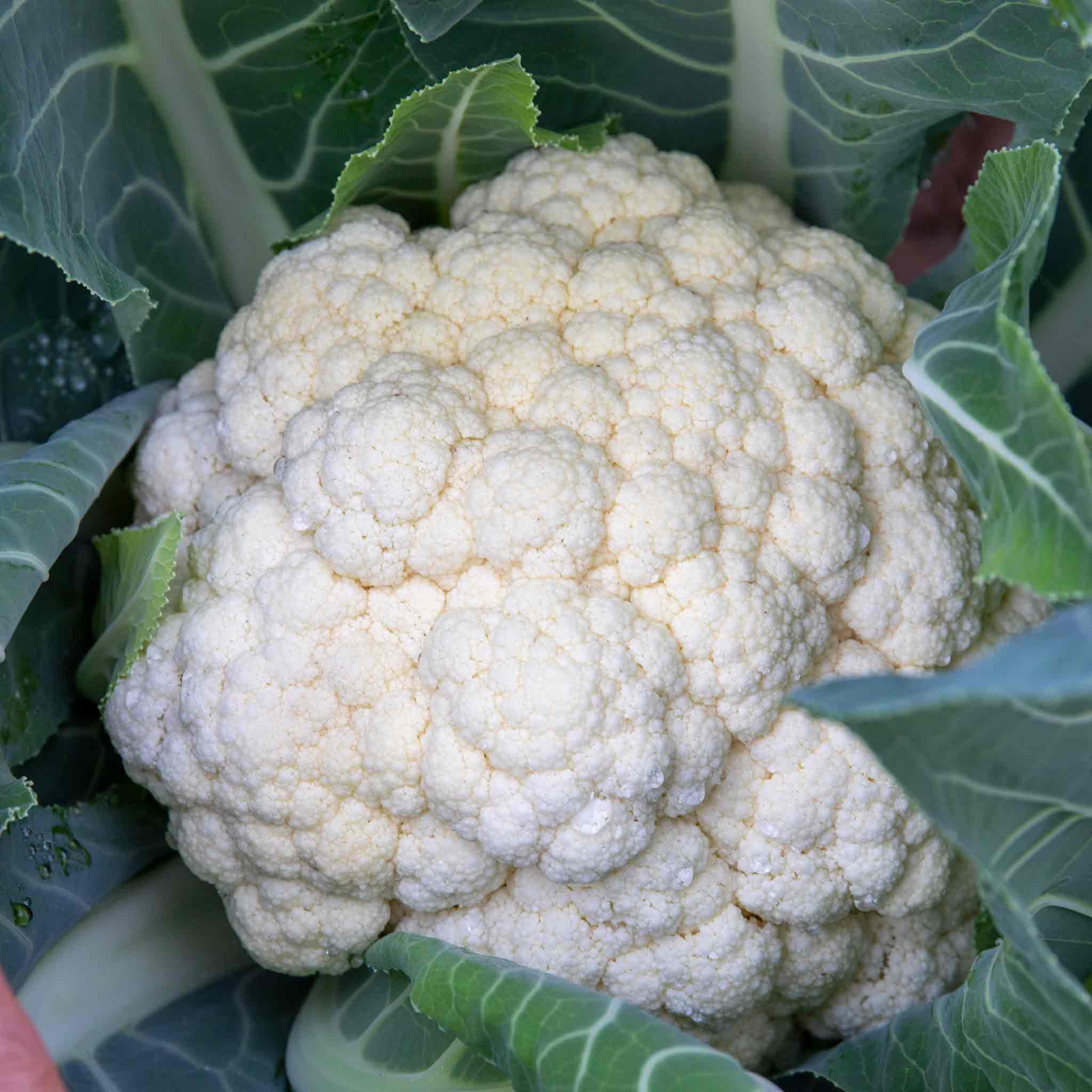 Marshalls Garden Cauliflower Seeds 'All The Year Round' - 240 Seeds