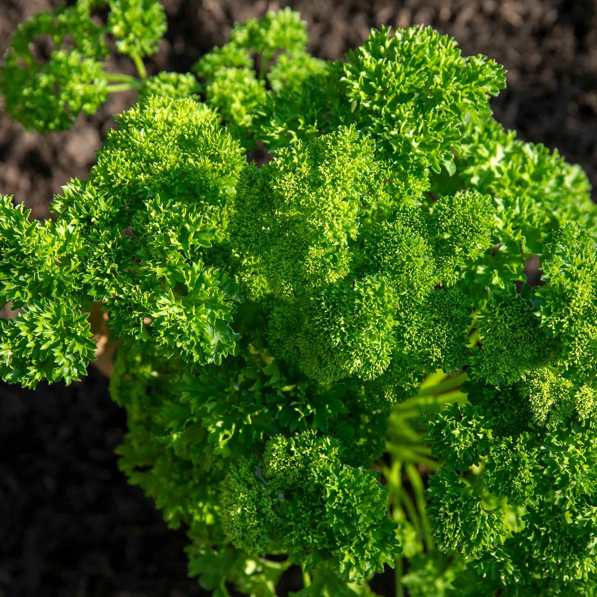 Marshalls Garden Parsley Seeds 'Champion Moss Curled' - 800 Seeds