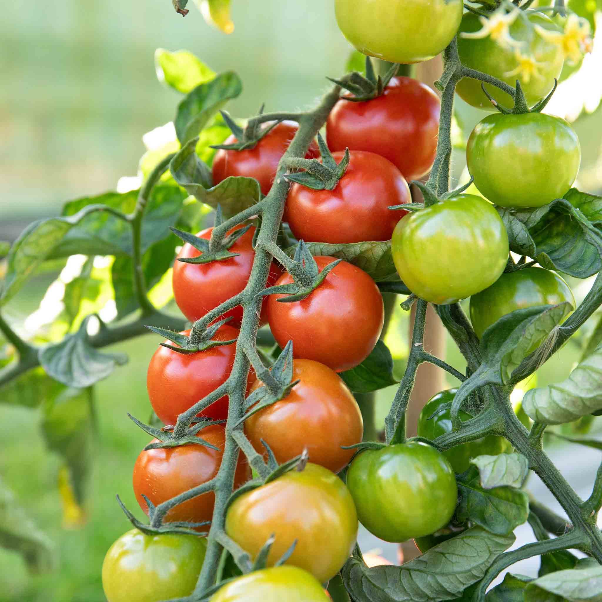 Marshalls Garden Sweet Million F1 Cherry Tomato Seeds -15 Seeds