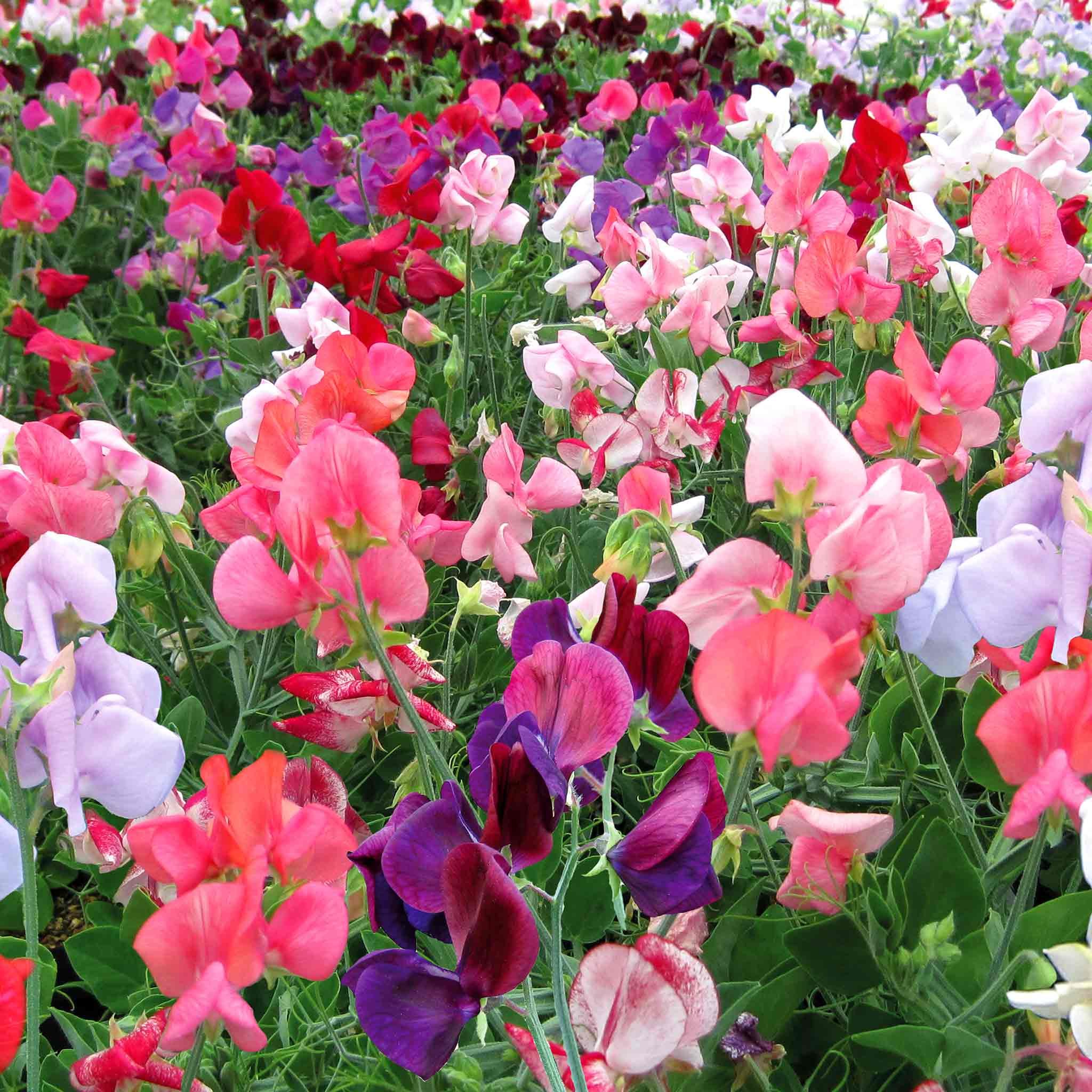 Unwins Sweet Pea Seeds 'Cherub Mix' - 10 Seeds