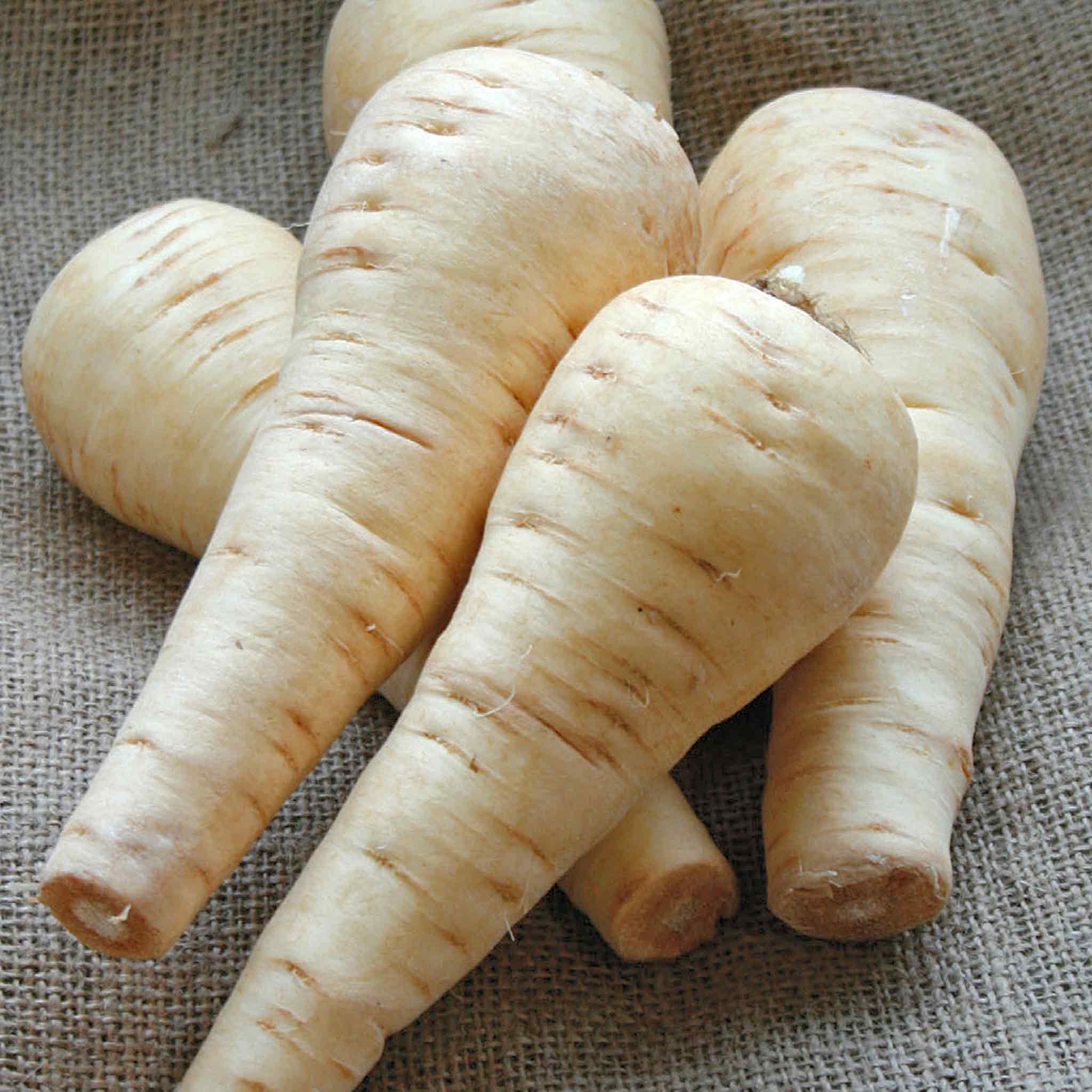 Marshalls Garden Parsnip Seeds Albion F1 - 400 Seeds