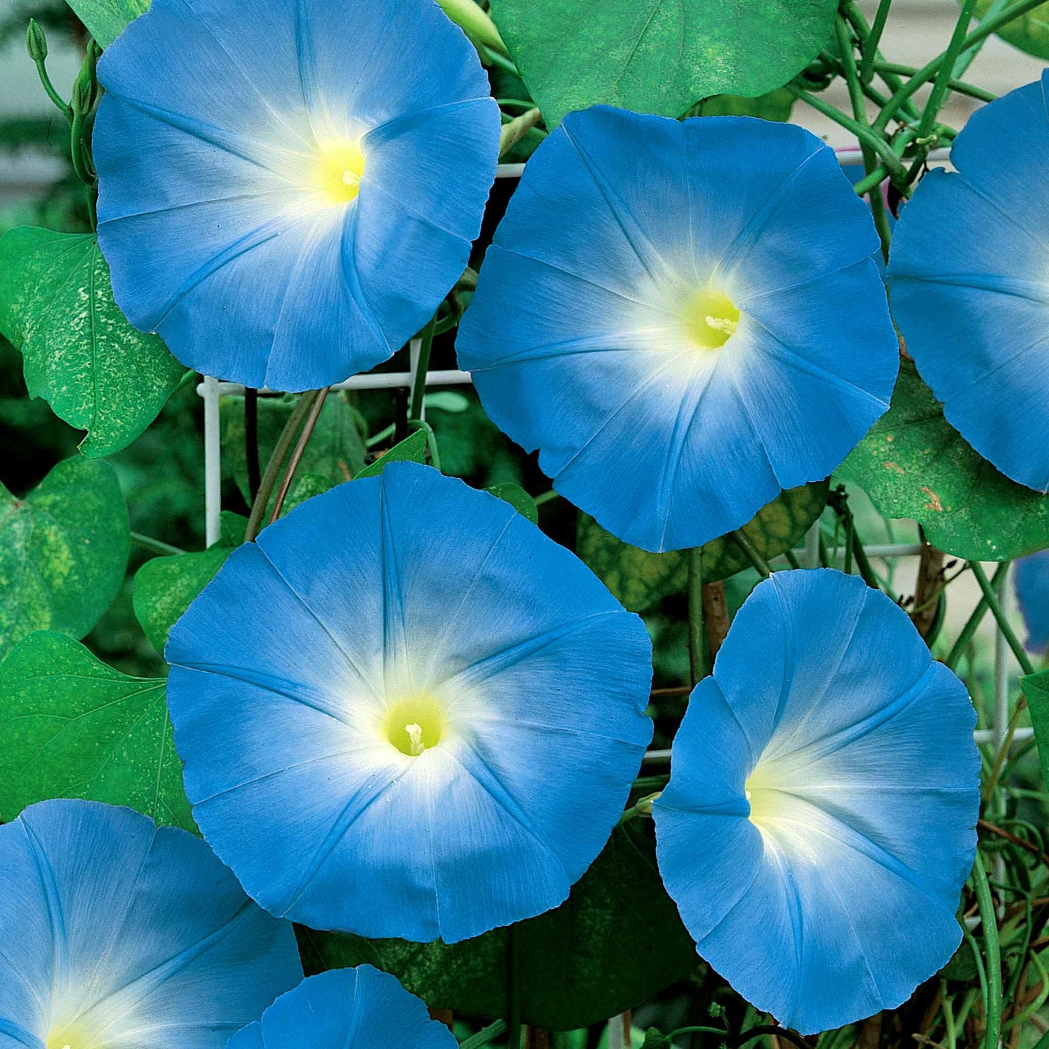 Unwins Morning Glory Seeds 'Heavenly Blue' - 35 Seeds