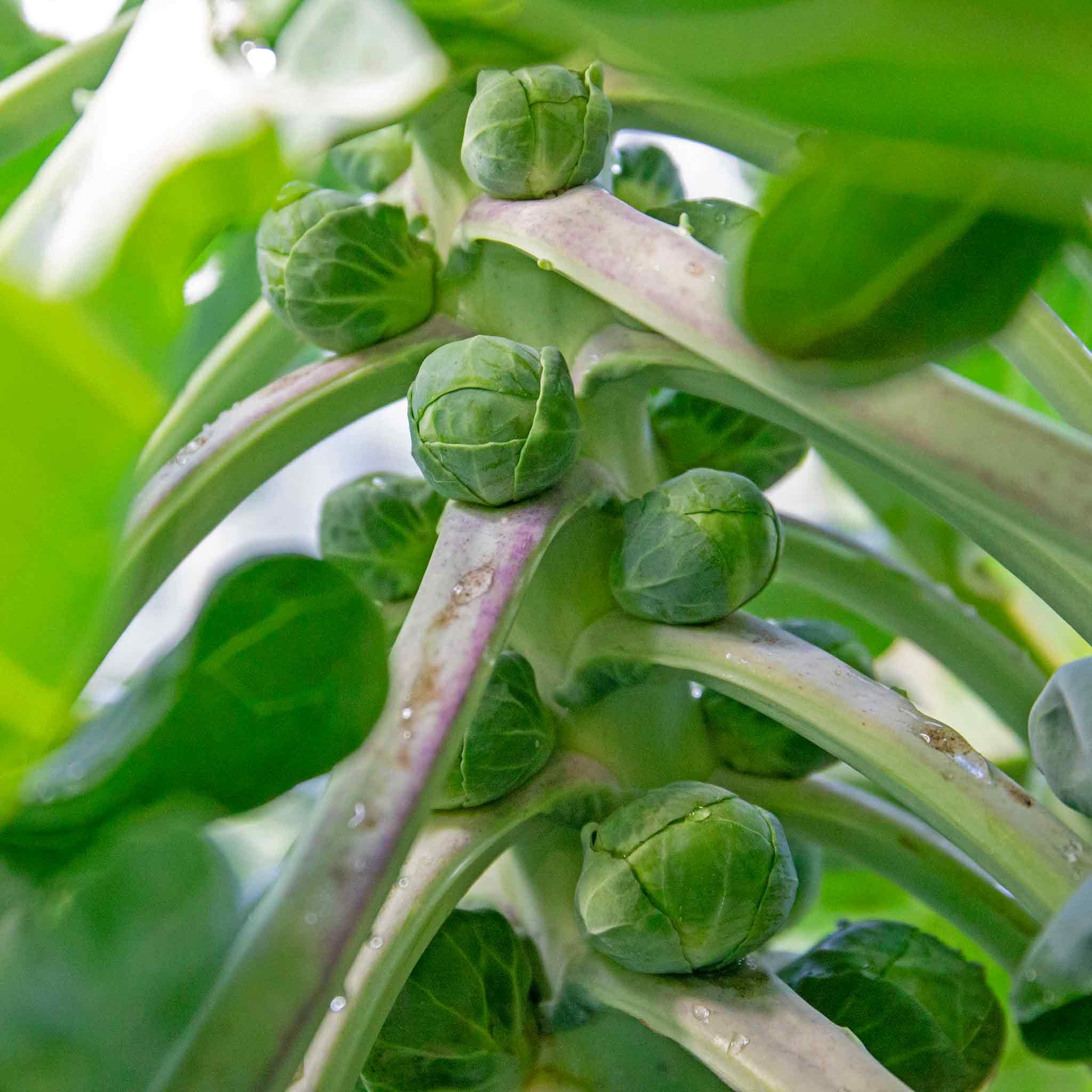Marshalls Garden Brussels Sprout Seeds 'Clodius' F1 - 30 Seeds