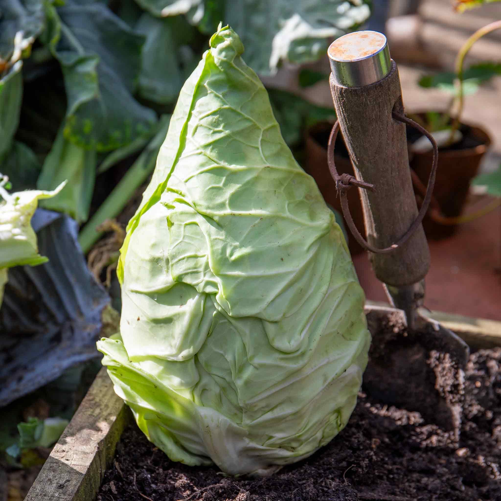 Marshalls Garden Pointed Hispi Cabbage - 12 Garden Ready Plants