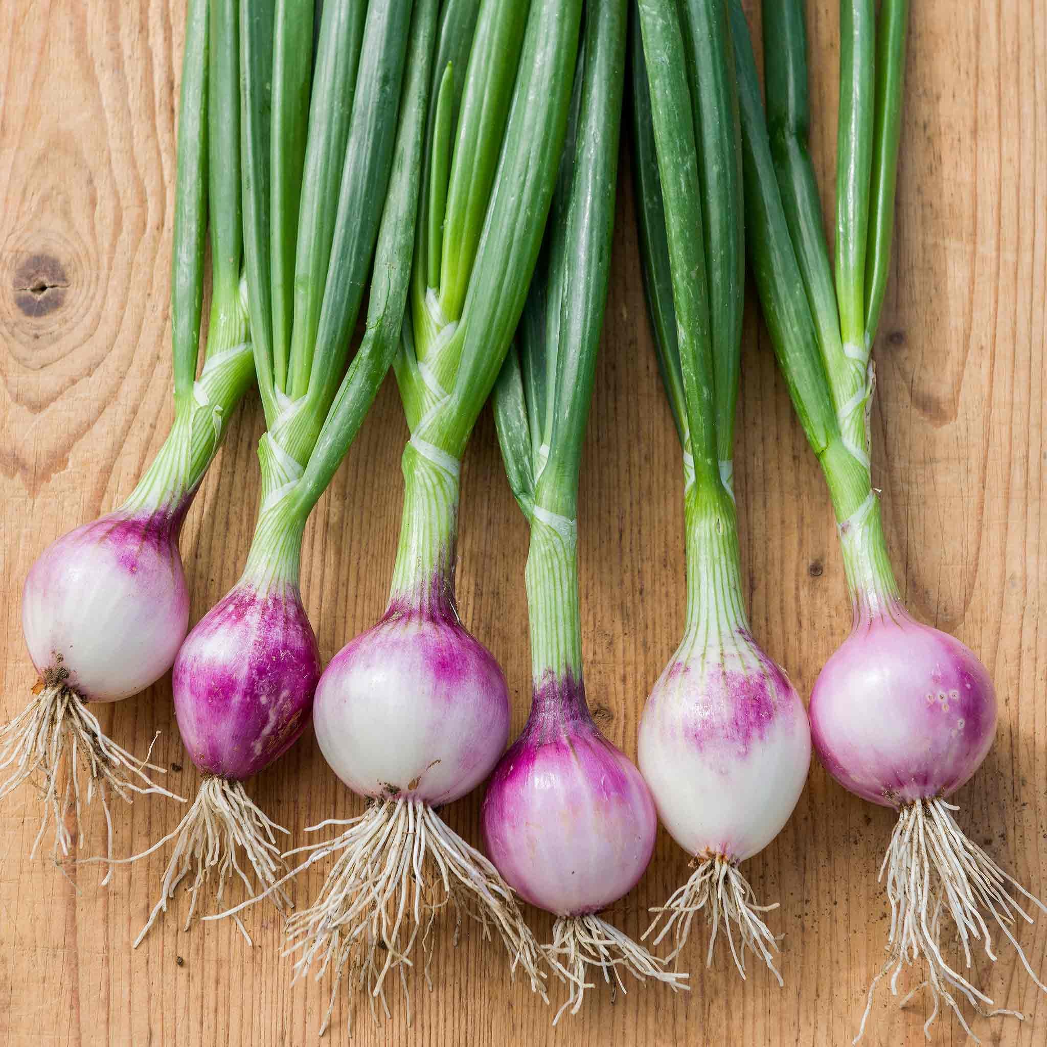 Marshalls Garden Ruby Red Onion Seeds - Mild, Sweet - 250 Seeds