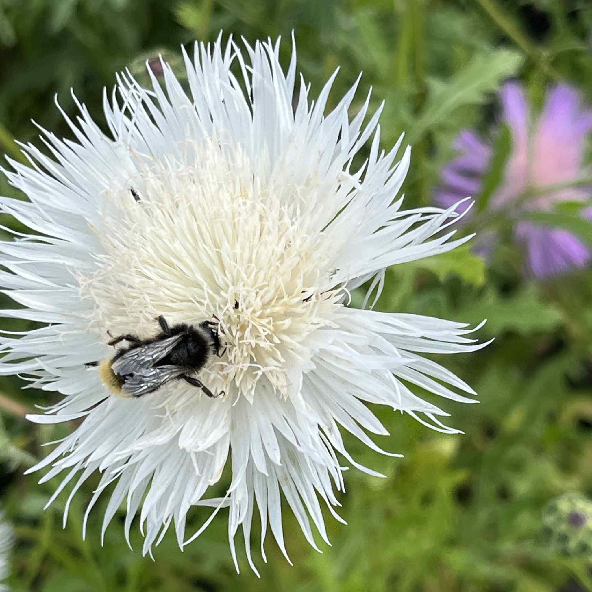 Marshalls Garden Centaurea Seeds 'The Bride' - 100 Seeds