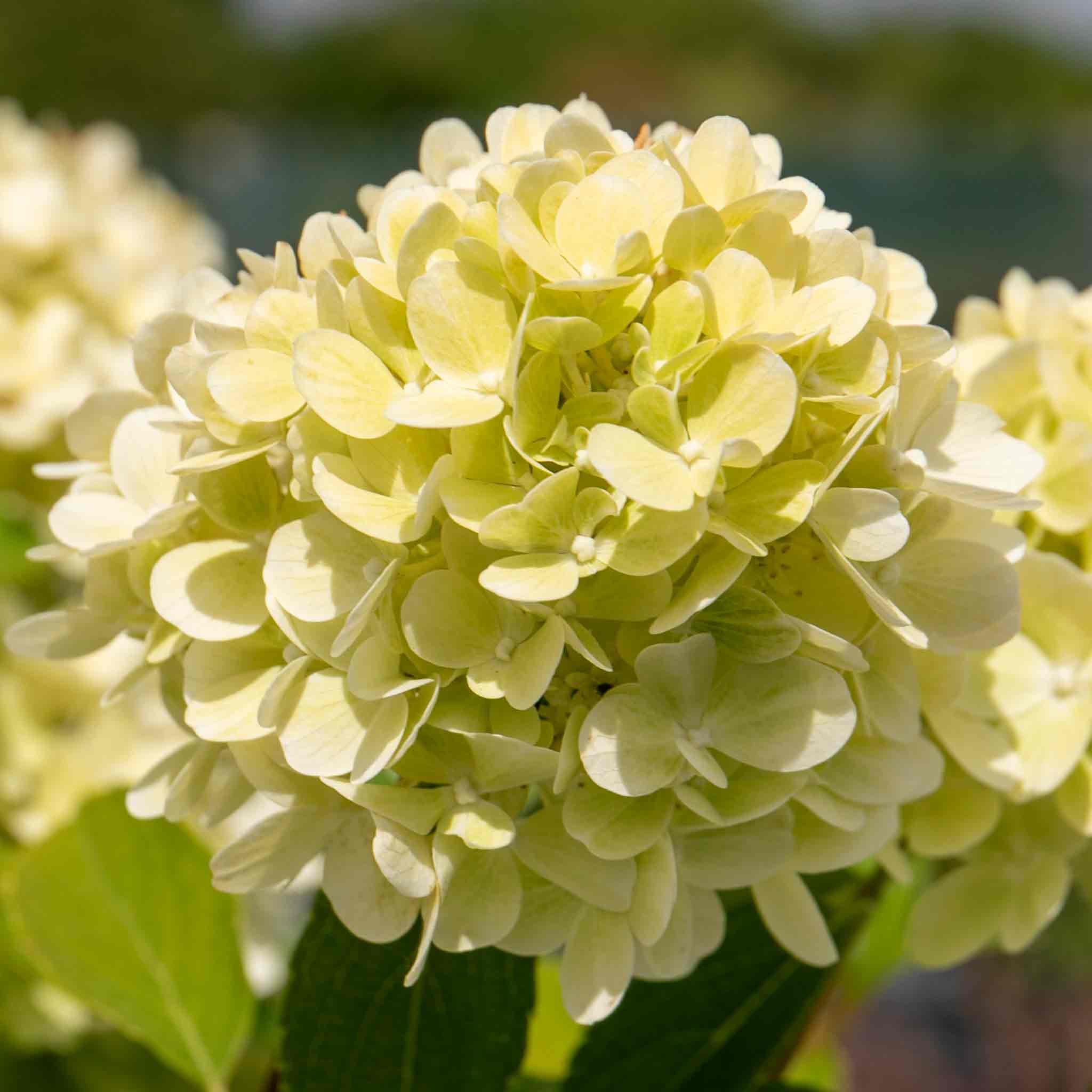 Marshalls Garden Hydrangea 'Mojito' - 7.5 Litre Plant