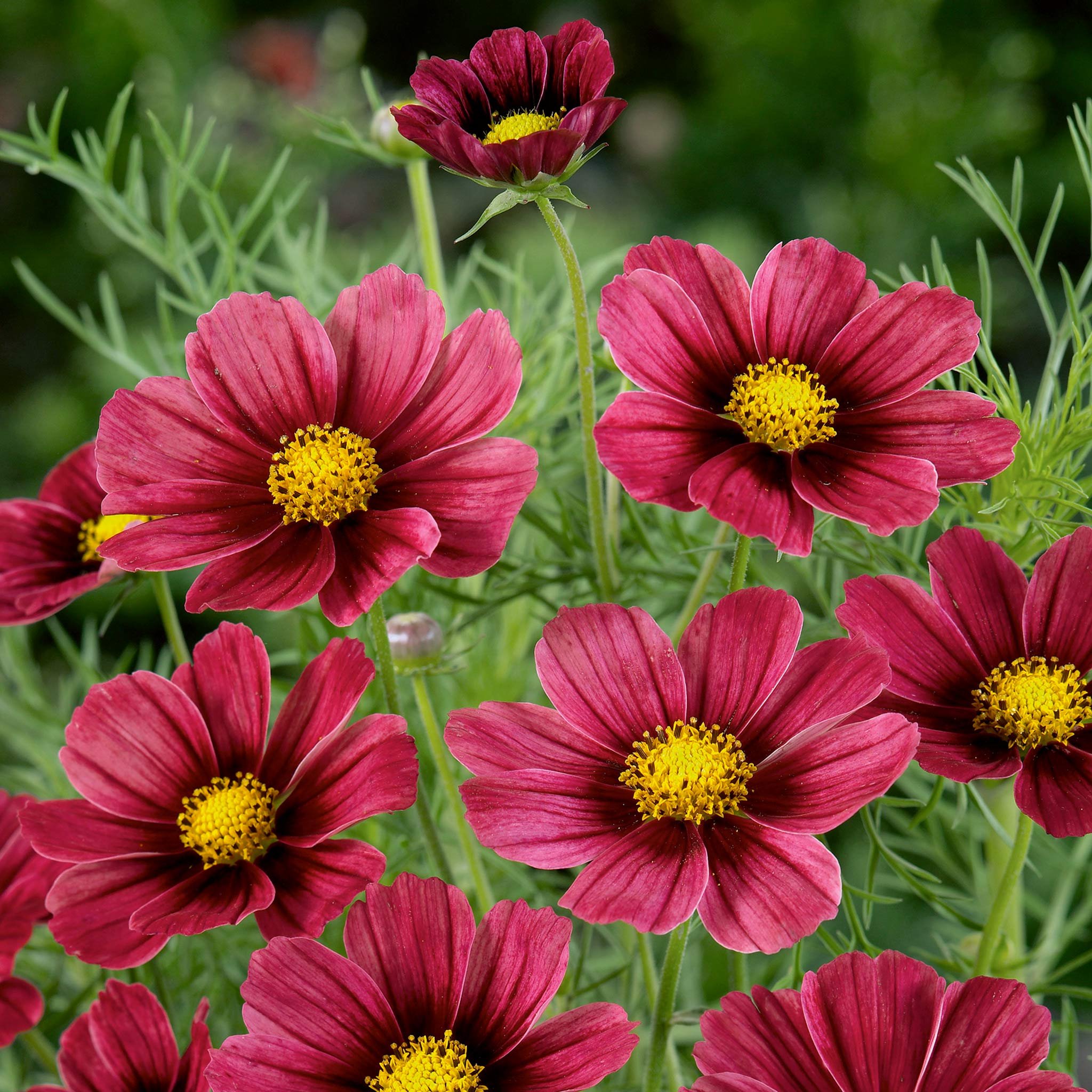 Unwins  Cosmos Seeds 'Antiquity' - 30 Seeds