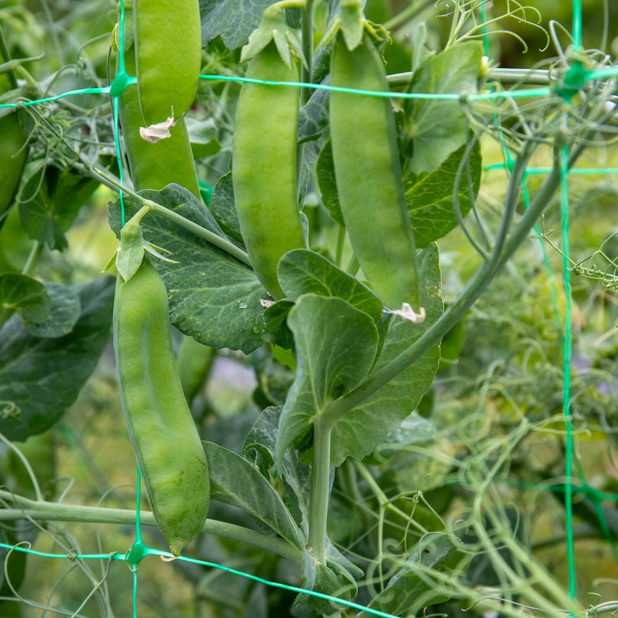 Marshalls Garden Mangetout Pea Seeds Snow Wind F1 - 200 Seeds