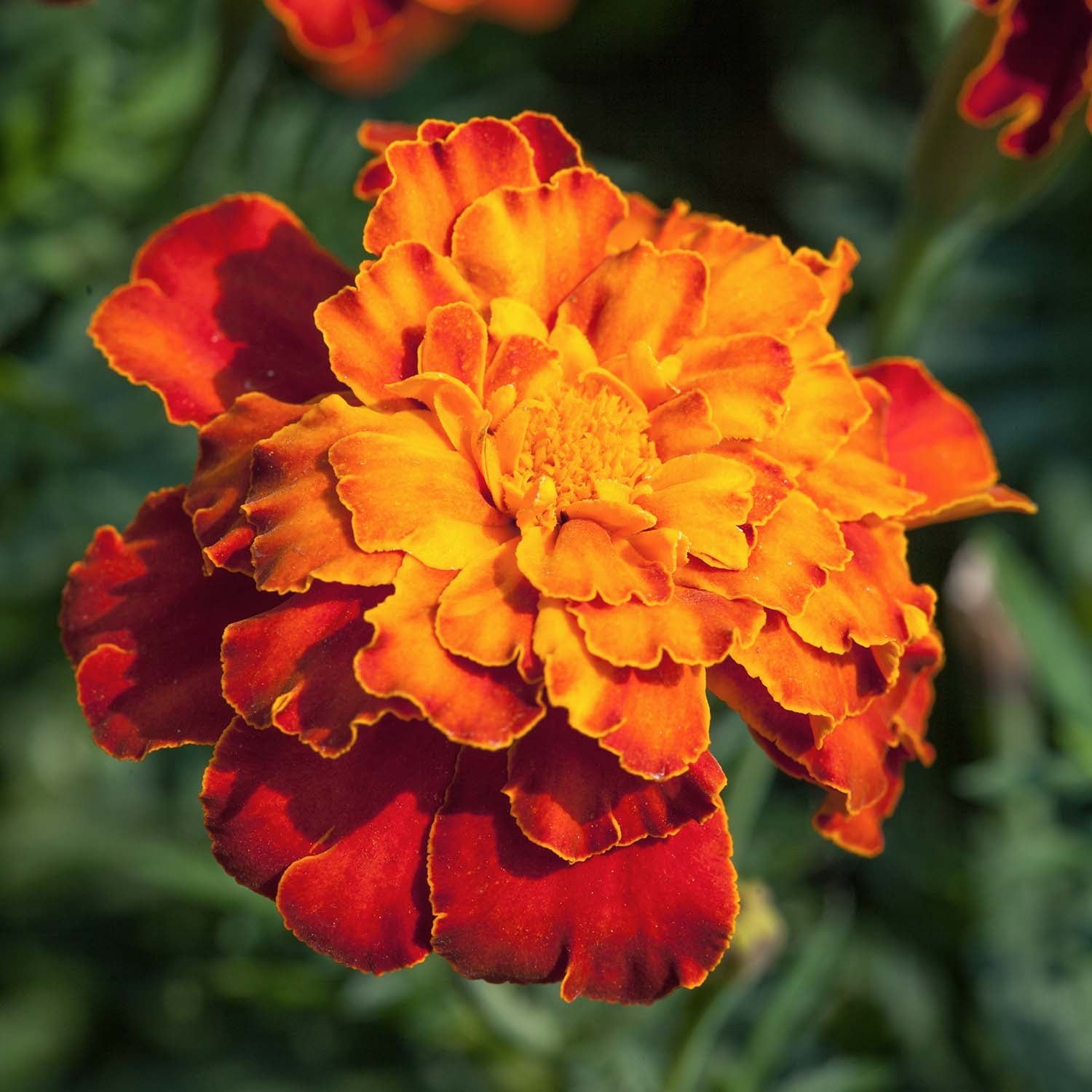 Marshalls Garden Marigold Seeds Firebird Tagetes Patula - 75 Seeds