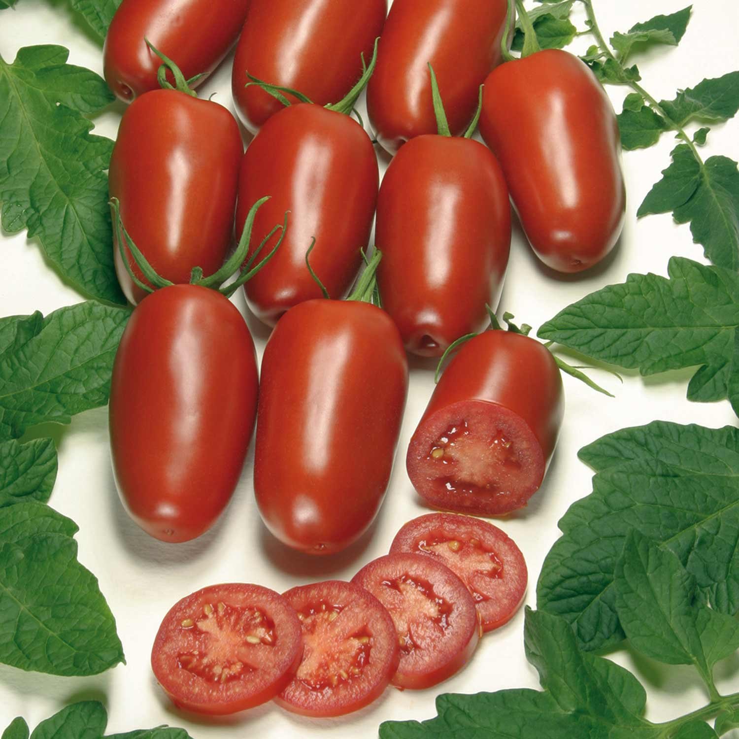 Marshalls Garden Cordon Tomato Seeds Organic 'Agro' F1 - 5 Seeds