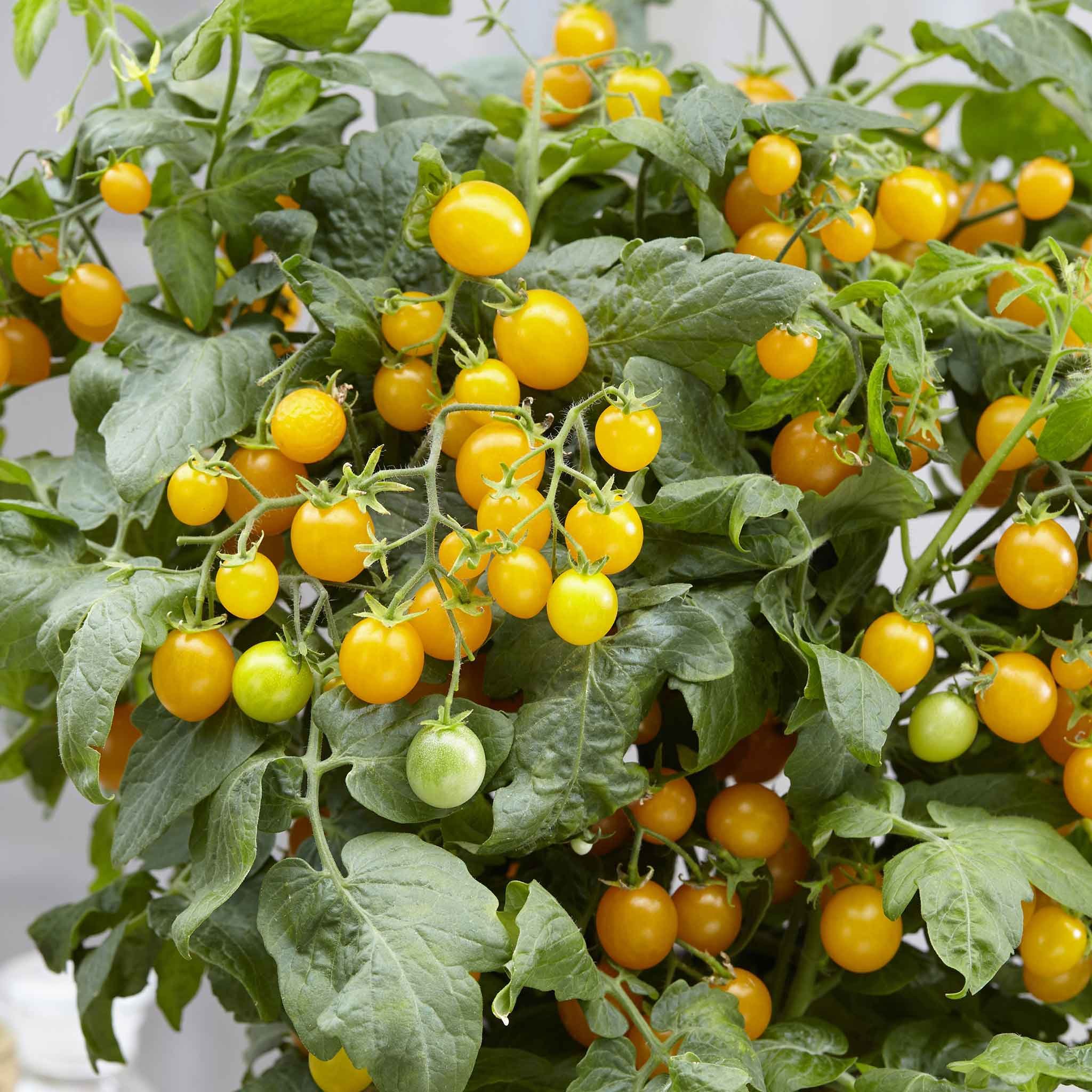 Marshalls Garden Tomato Seeds 'Sweet Sturdy Grace' F1 - 6 Seeds