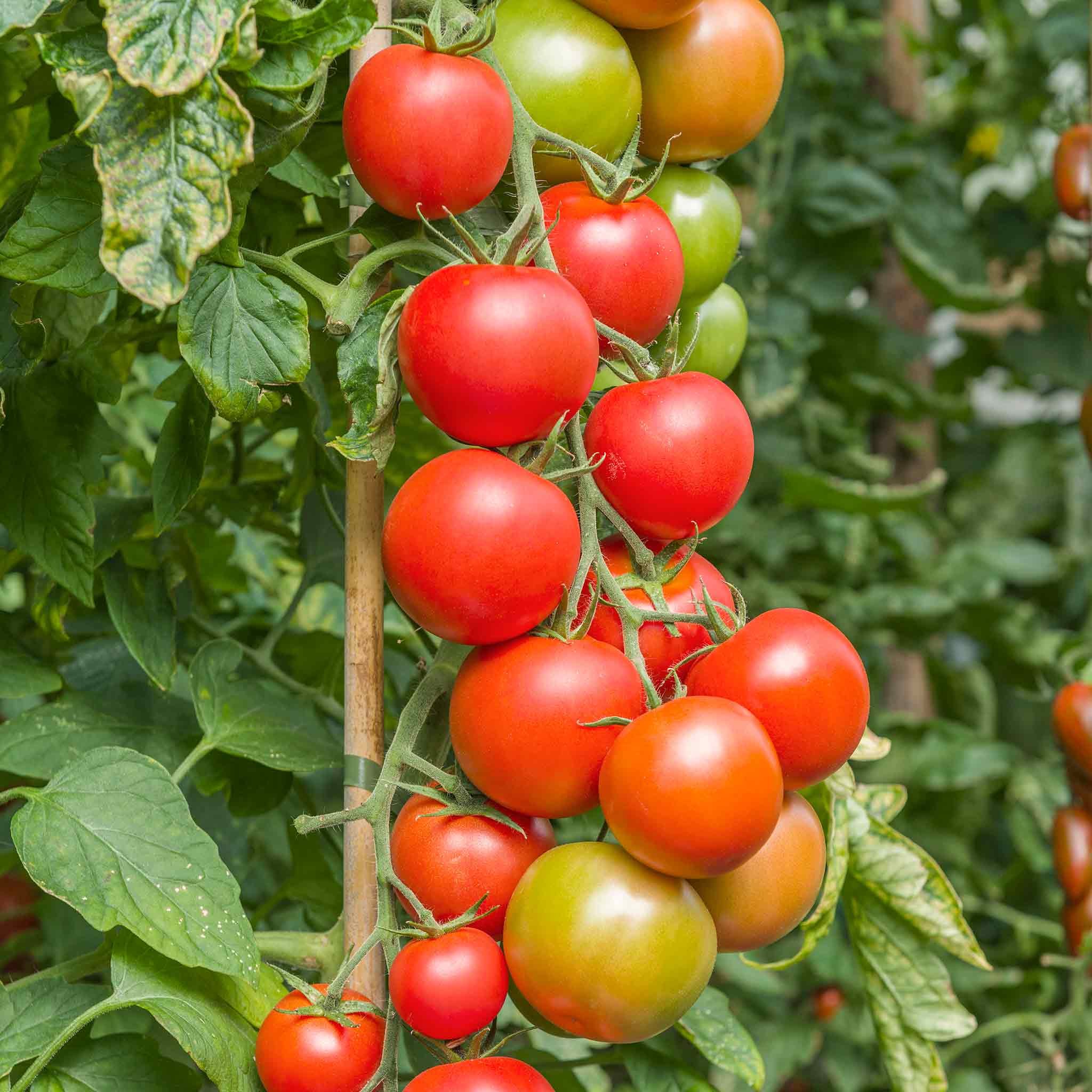 Marshalls Garden Tomato Seeds Cordon Maisey F1 - 8 Seeds