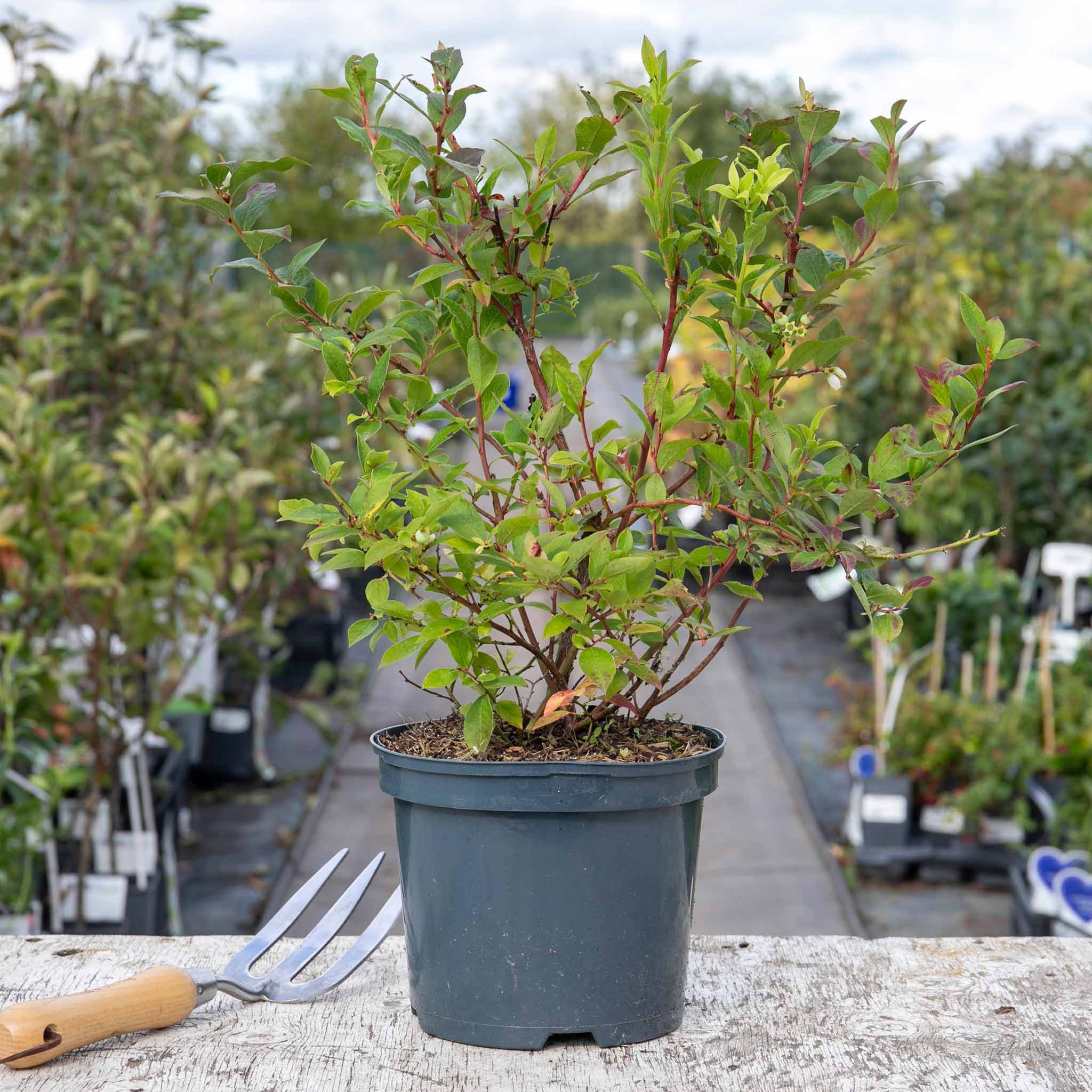Marshalls Garden Lowberry Blueberry 'Little Blue Wonder' - 3 Litre Plant