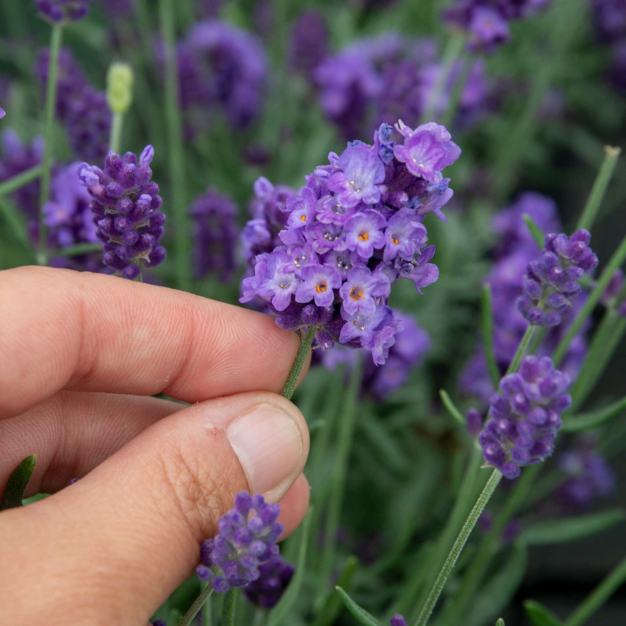Marshalls Garden Lavender 'Hidcote' - 1 Litre Plant