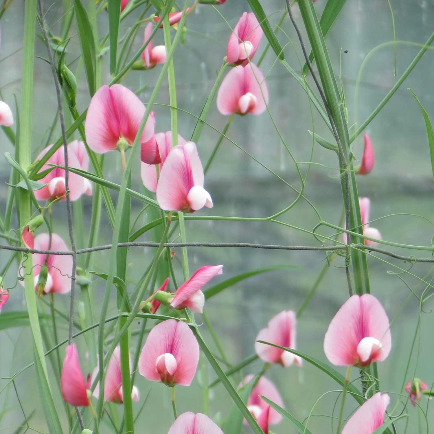 Marshalls Garden Lathyrus Tingitanus 'Roseus Pink' - 21 Seeds