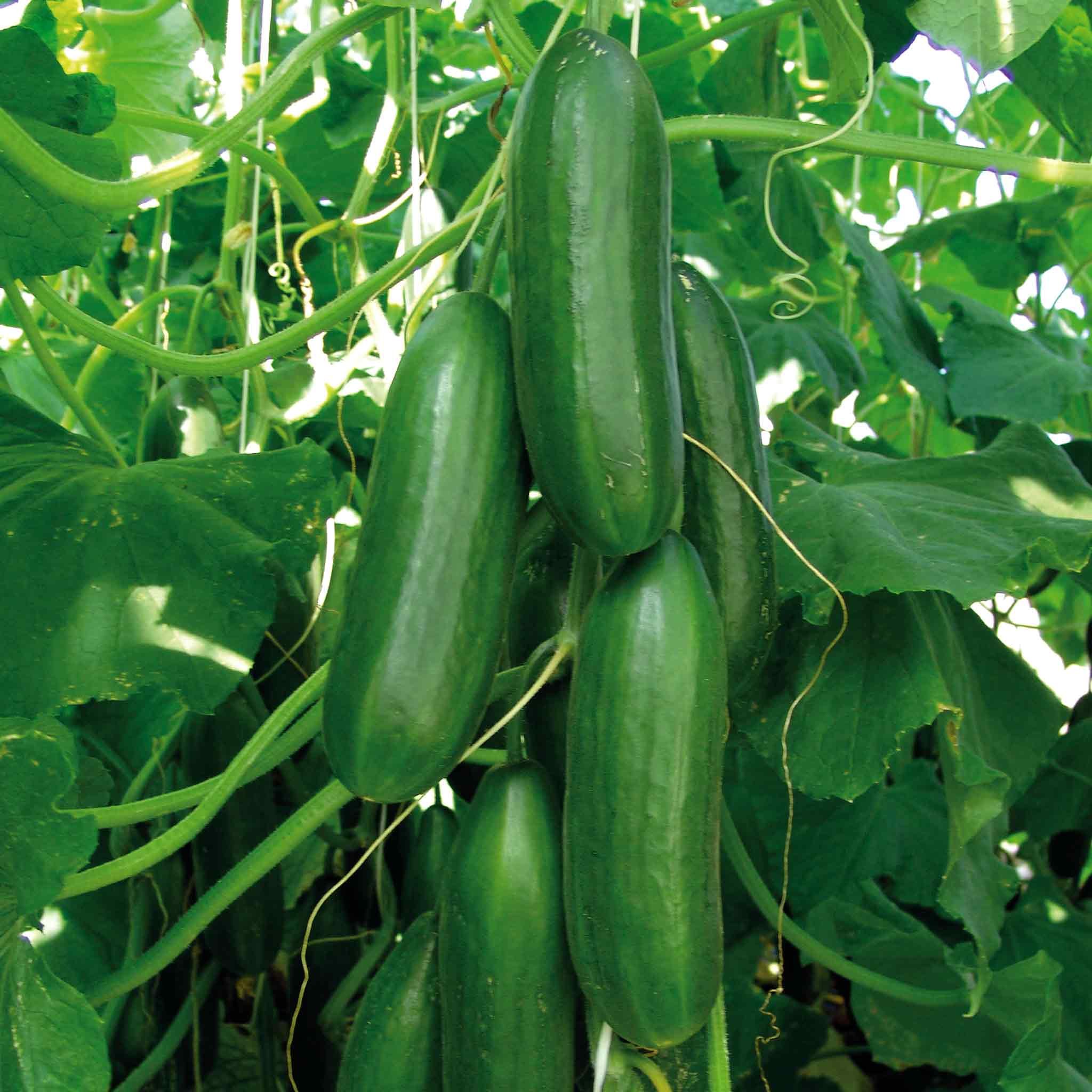 Marshalls Garden Sherpa F1 Cucumber Seeds - High Yield - 6 Seeds