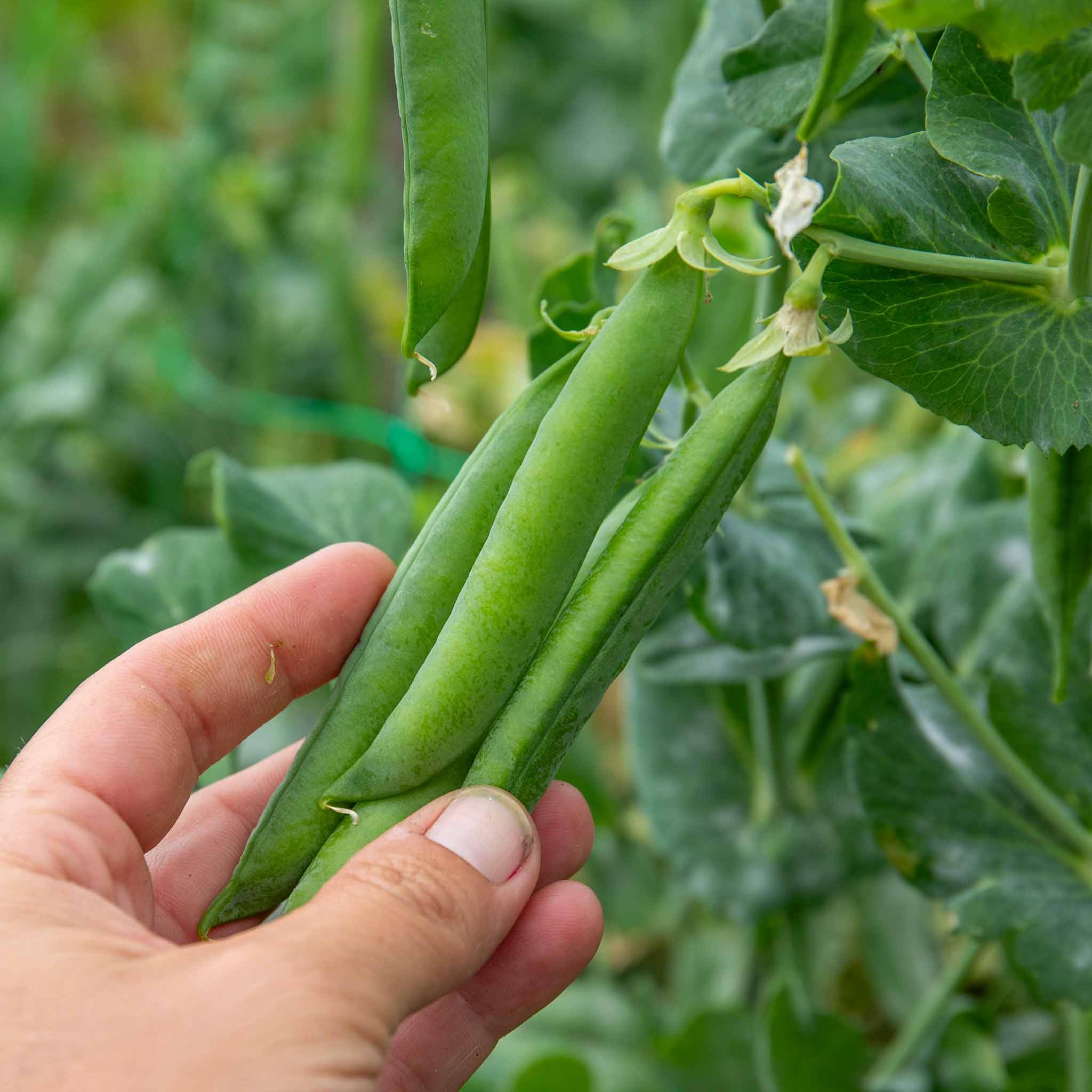 Marshalls Garden Alderman Pea Seeds - 300 Seeds