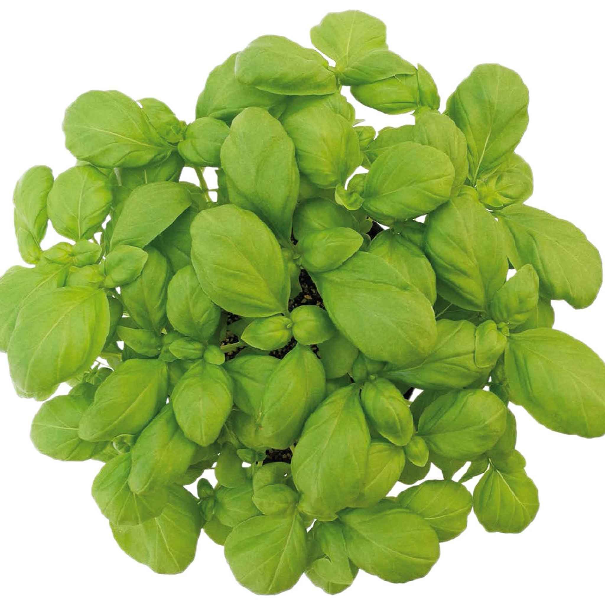 Marshalls Garden Basil Seeds 'Loki Organic' - 500 Seeds