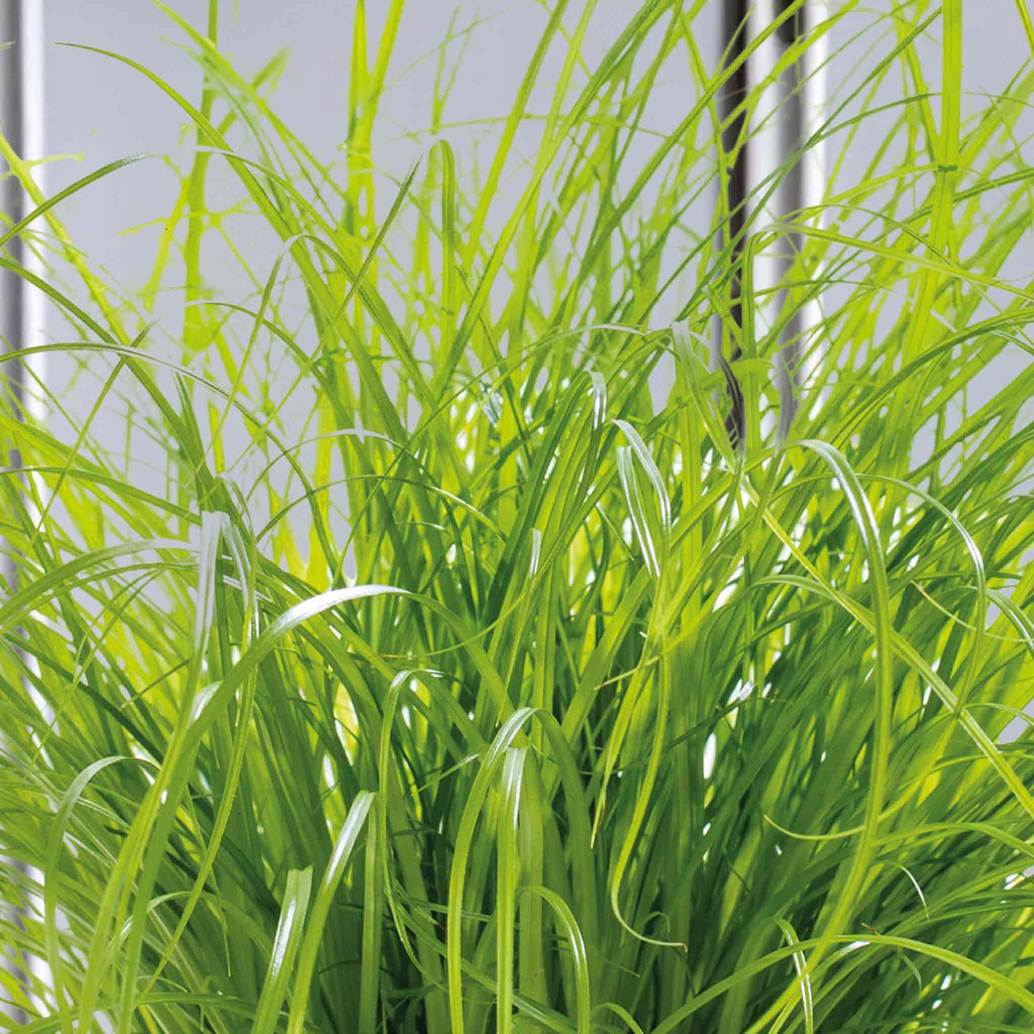 Unwins Cyperus (Cat Grass) Seeds 'Zumula' - 200 Seeds