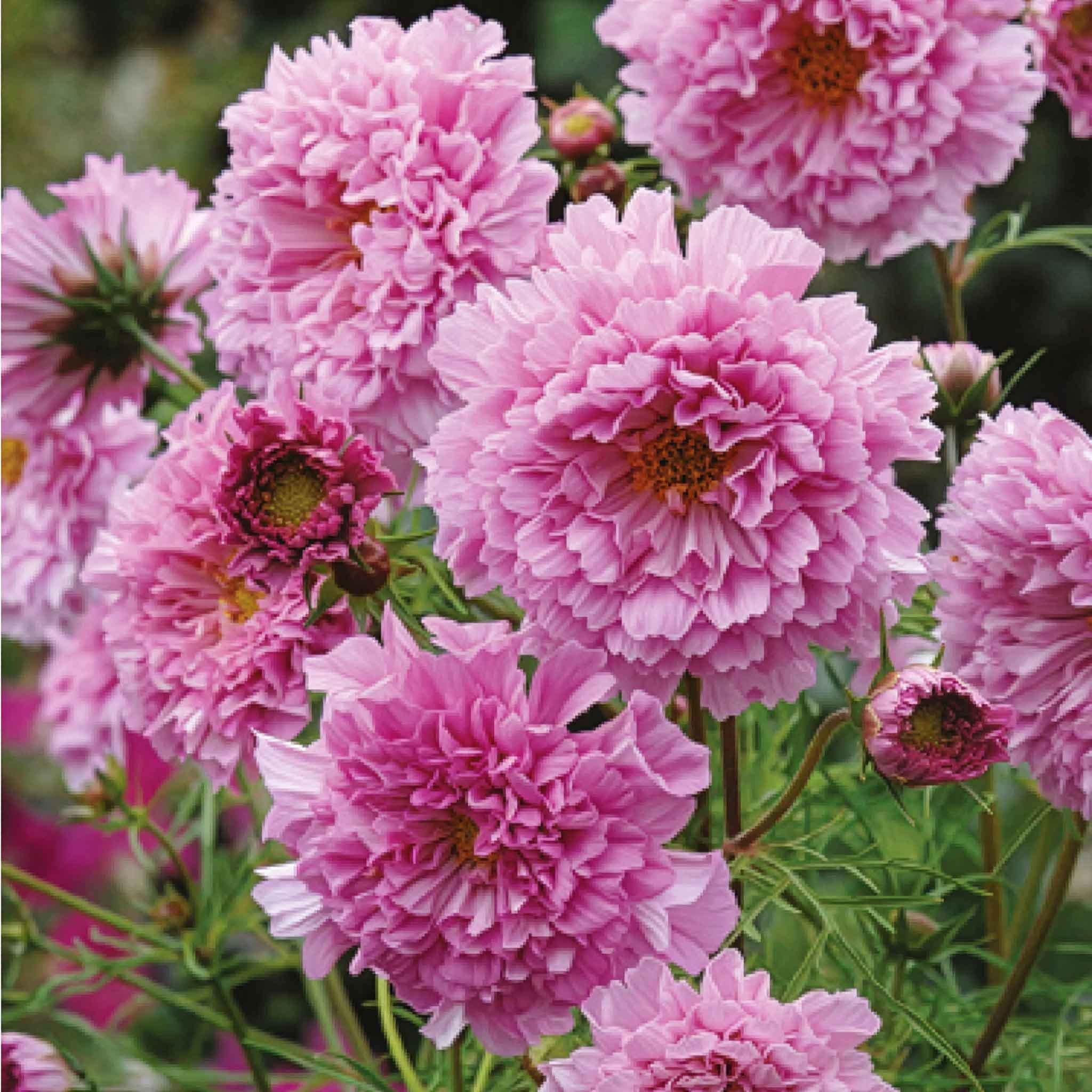 Unwins Cosmos Seeds 'Double Click Rose Bon Bon' - 10 Seeds