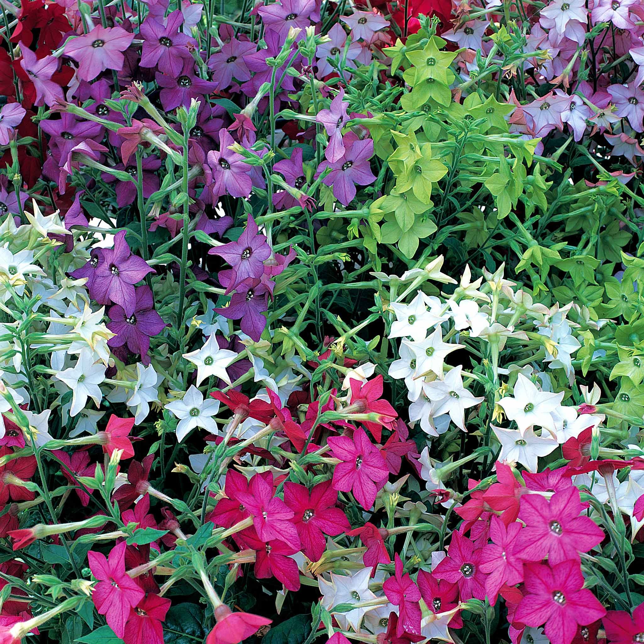 Unwins Nicotiana Seeds 'Sensation Mix' - 2500 Seeds