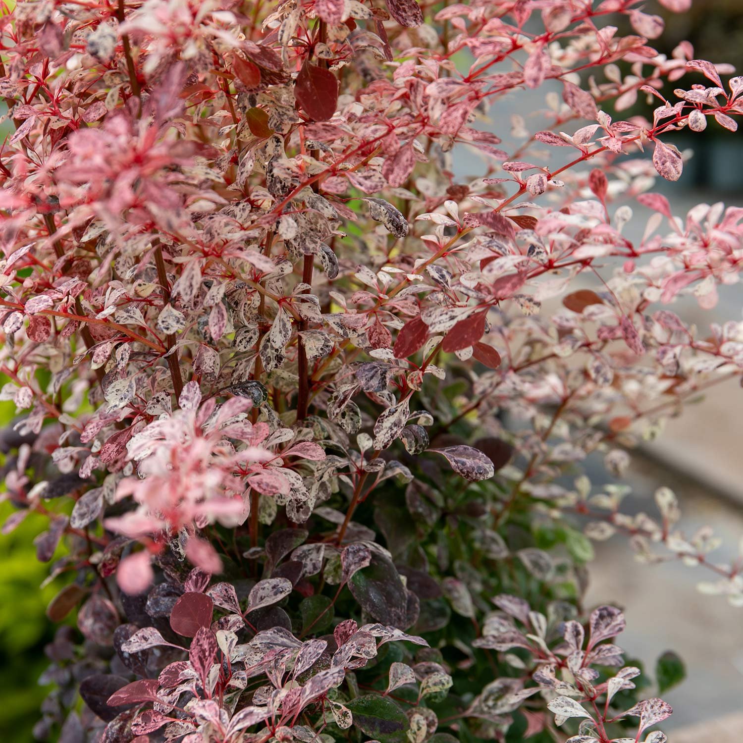 Marshalls Garden Berberis Thunbergii 'Pink Bird'  Shrub - 3 Litre Plant