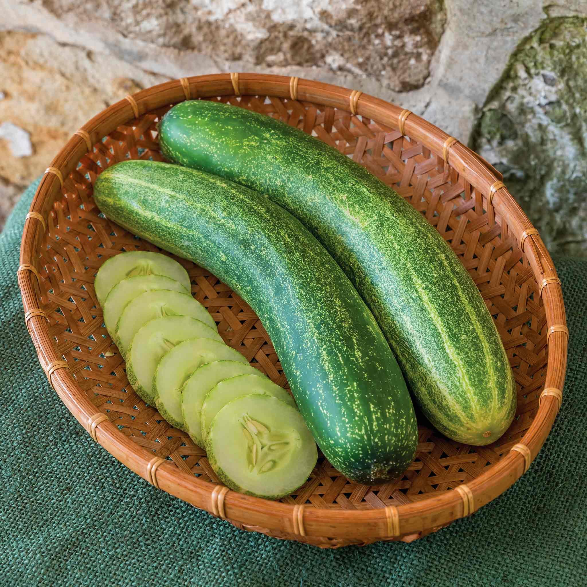 Marshalls Garden Cucumber Seeds Chompers - 10 Seeds