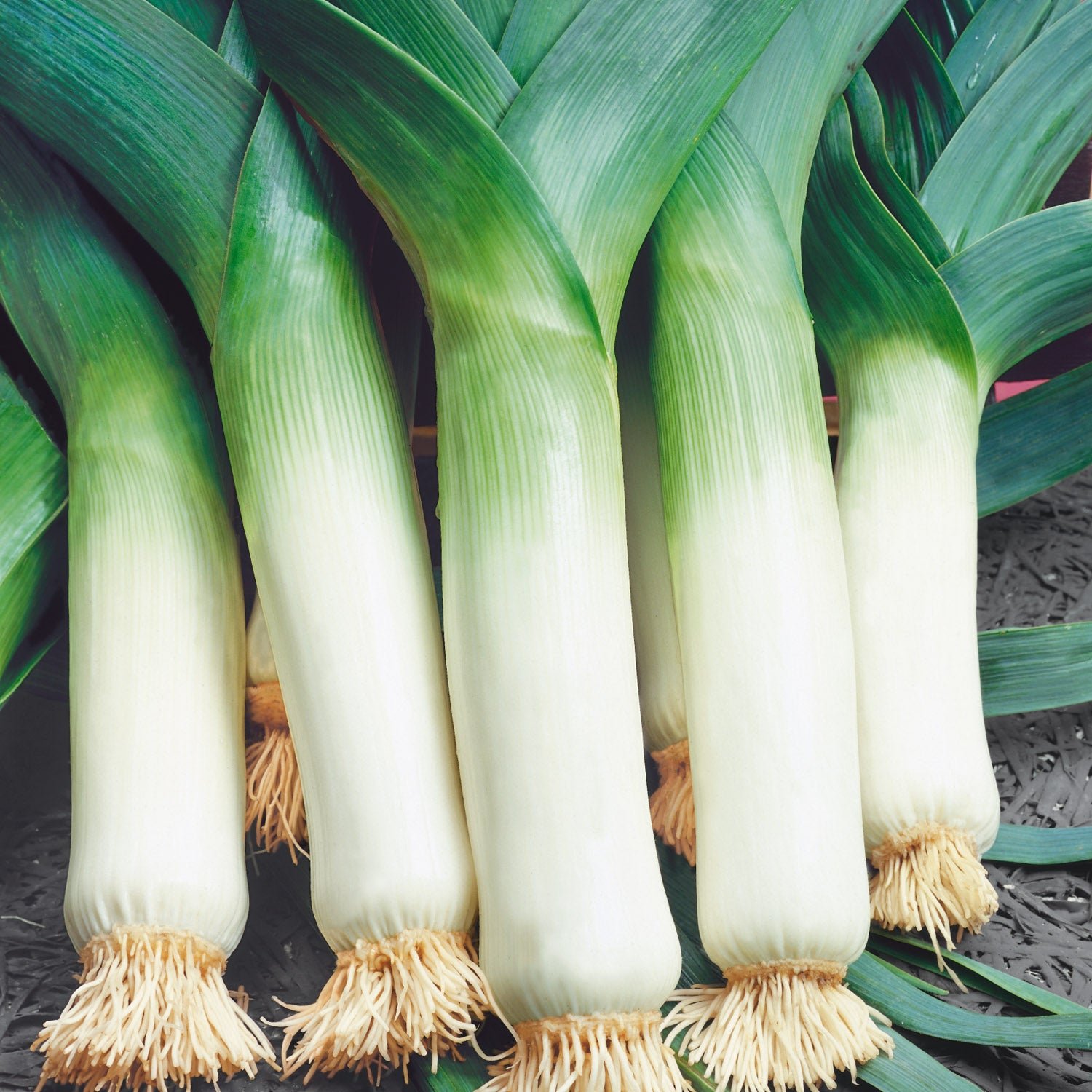 Unwins Leek Seeds 'Winter Giant 2' - 100 Seeds
