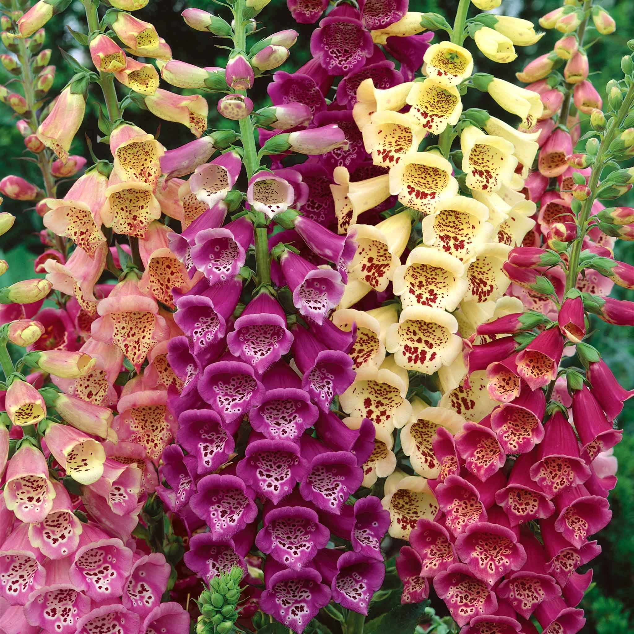 Unwins Foxglove Seeds 'Excelsior Mix' - 3000 Seeds