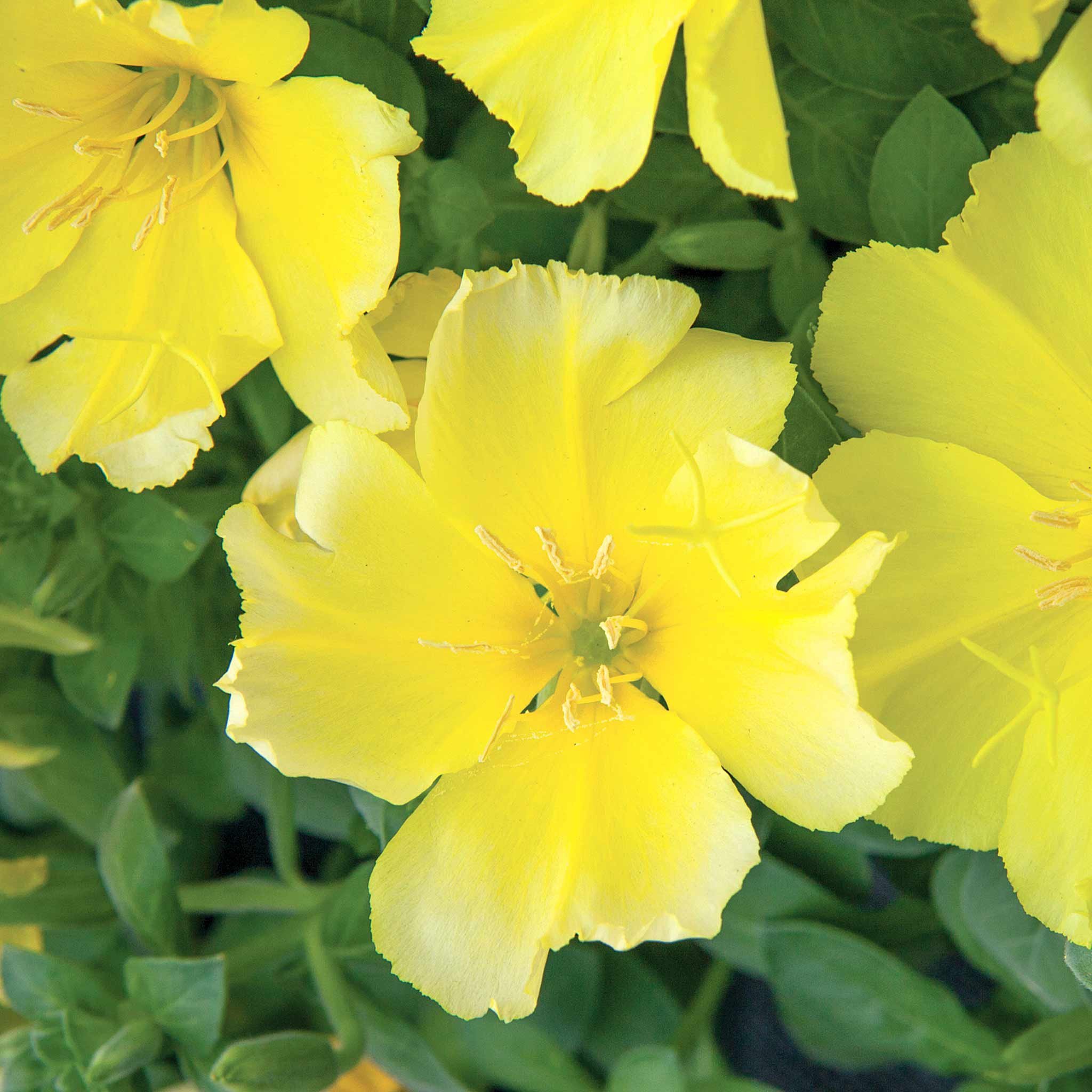 Unwins Evening Primrose Seeds - 50 Seeds