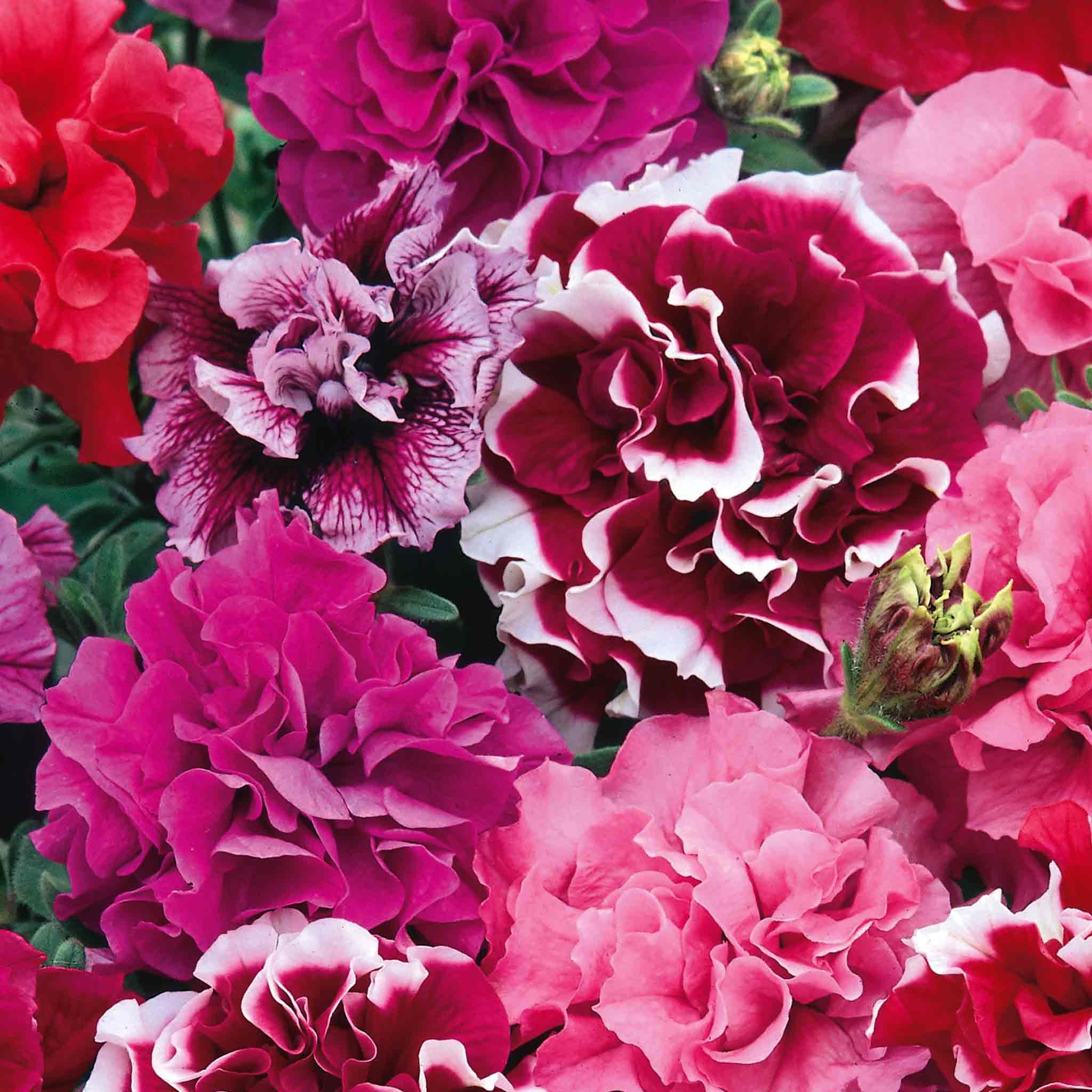 Unwins Petunia Seeds 'Duo Mix' - 70 Seeds