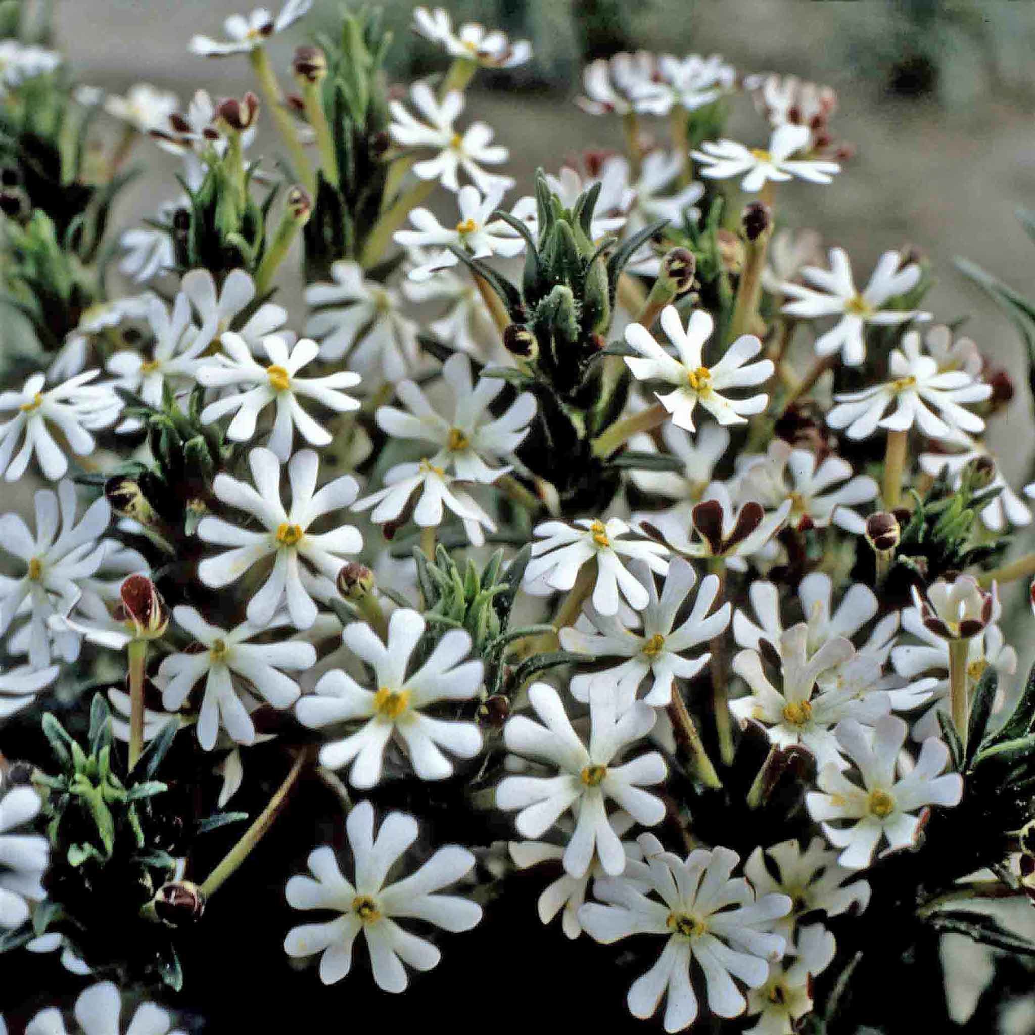 Unwins Phlox Seeds 'Midnight Candy' - 225 Seeds
