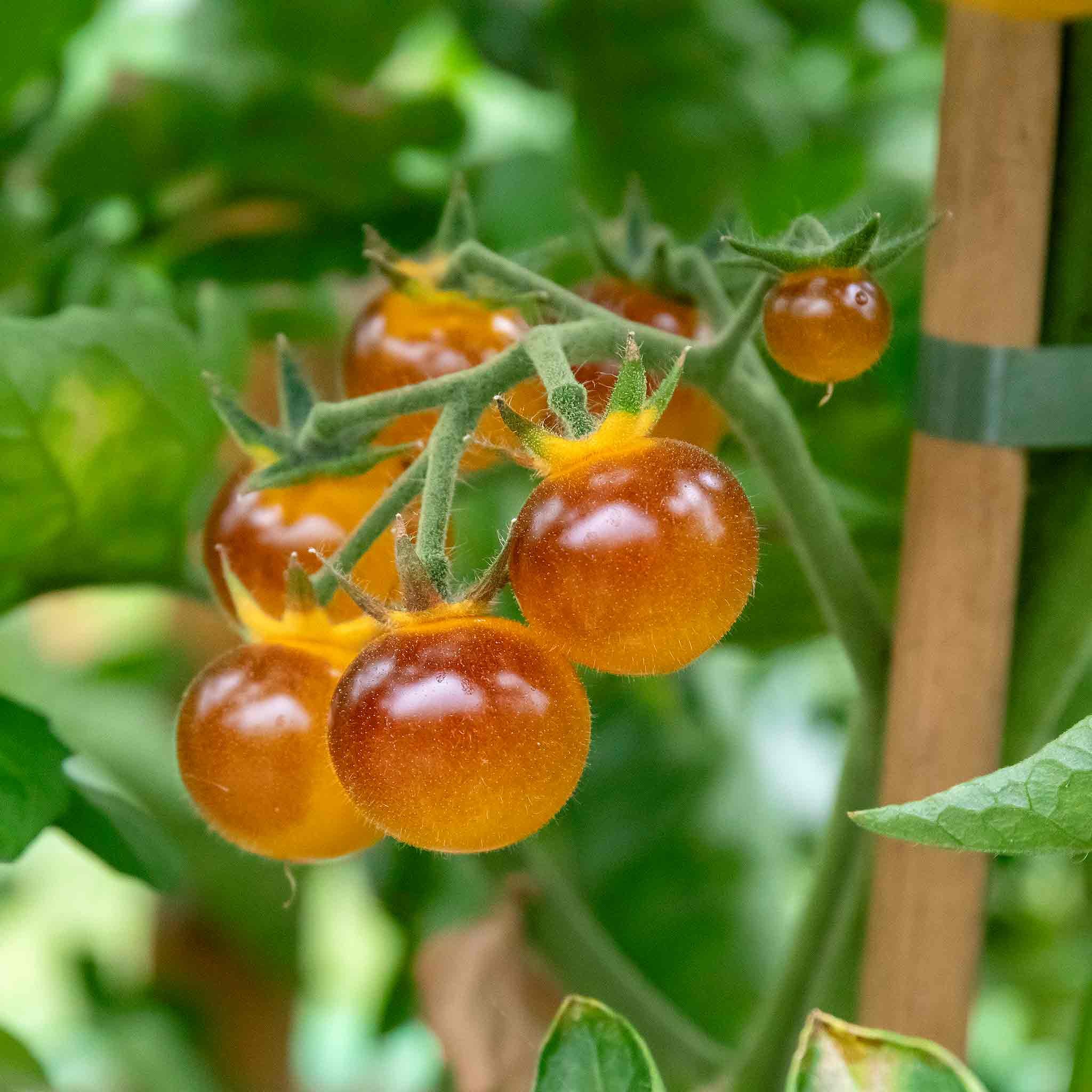 Marshalls Garden Tomato Seeds Gold Berries - Golden Cherry Variety - 8 Seeds