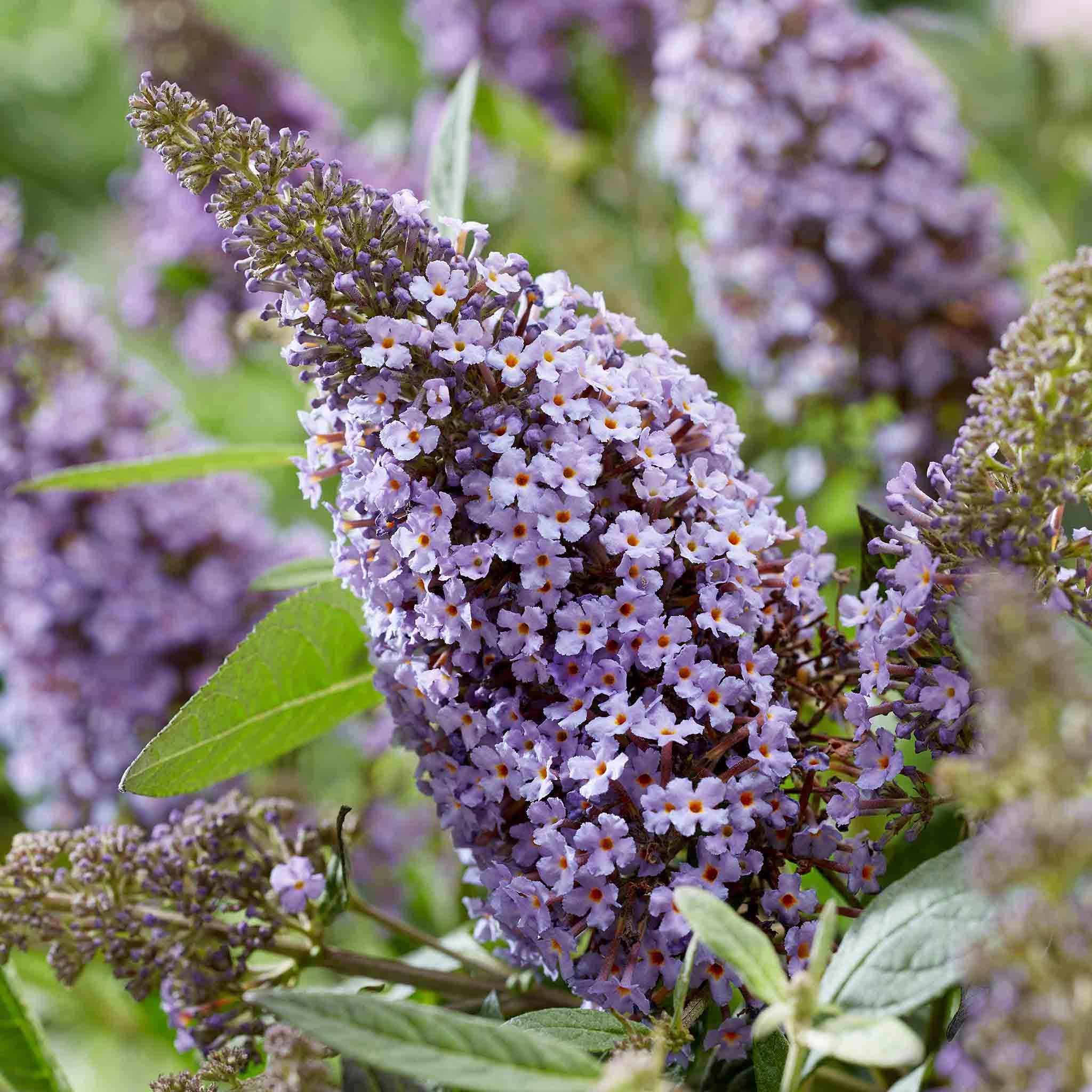 Marshalls Garden Buddleja Plant 'Butterfly Candy Little Sweetheart' - 9cm Plant