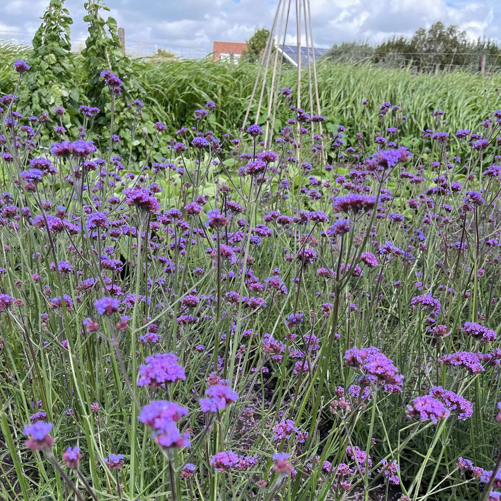 Marshalls Garden Verbena Seeds 'Bonariensis Vanity' - 40 Seeds