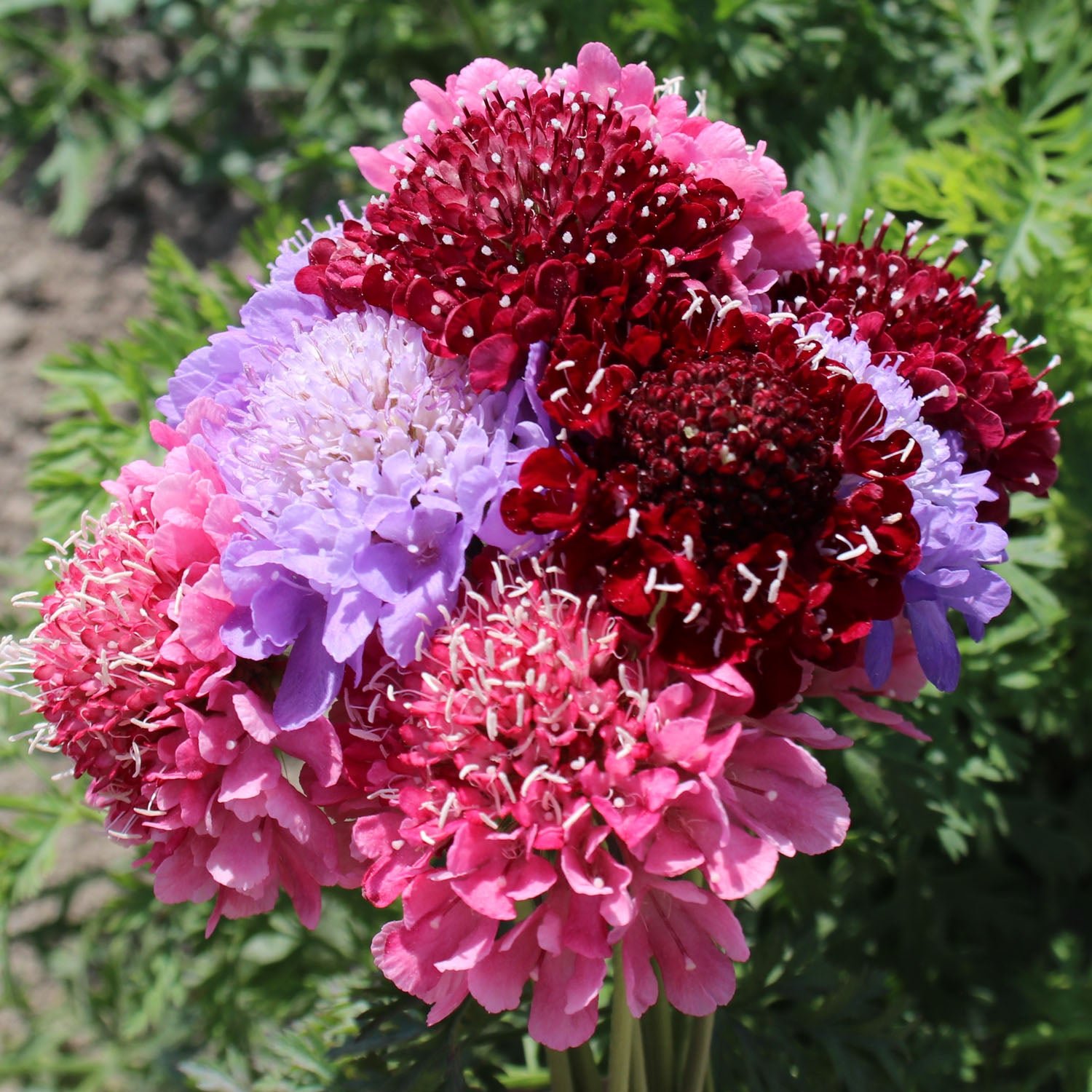 Unwins Scabiosa Seeds 'Cherry Berry Mix' - 50 Seeds