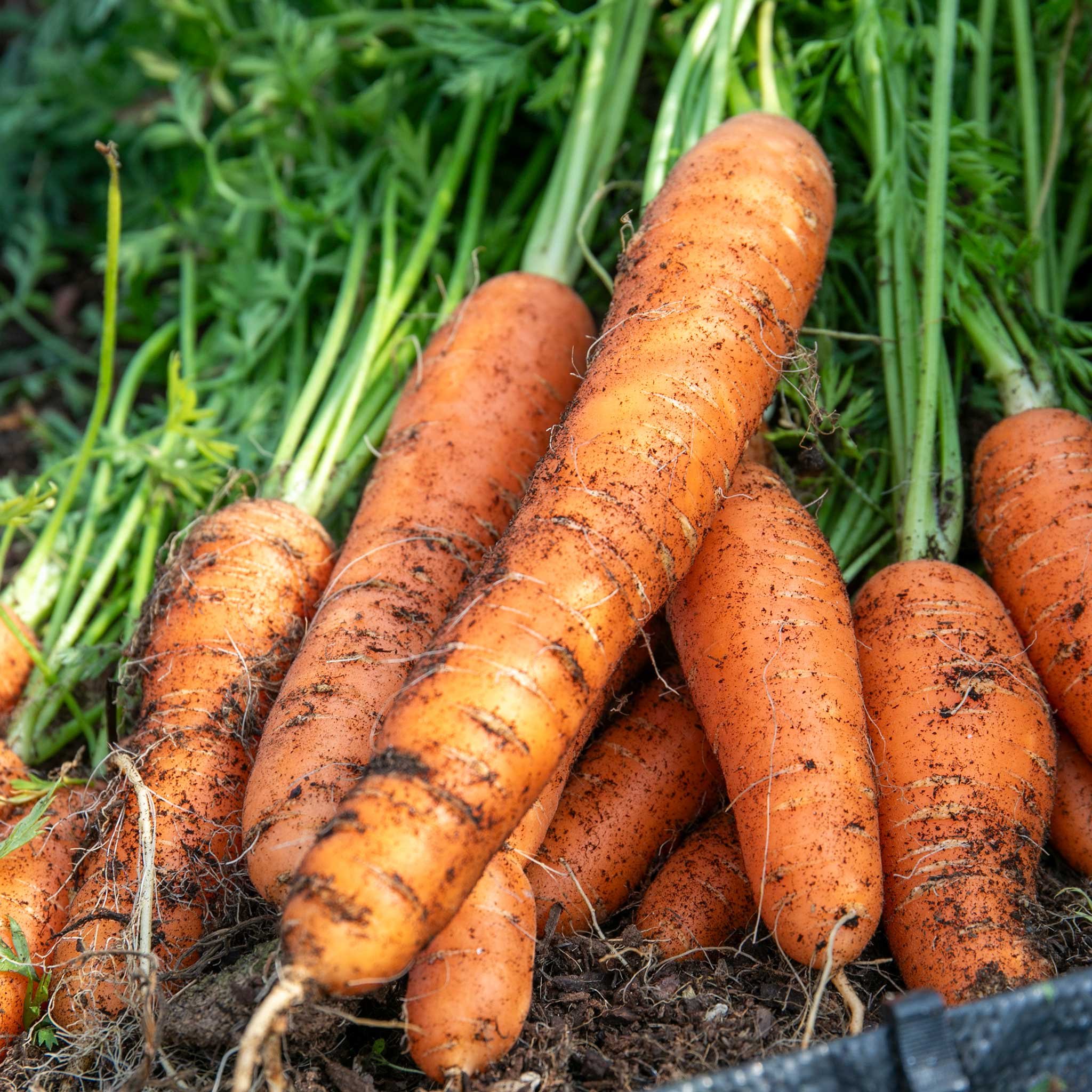 Marshalls Garden Carrot Seeds 'All Season' Collection - 4 Packets