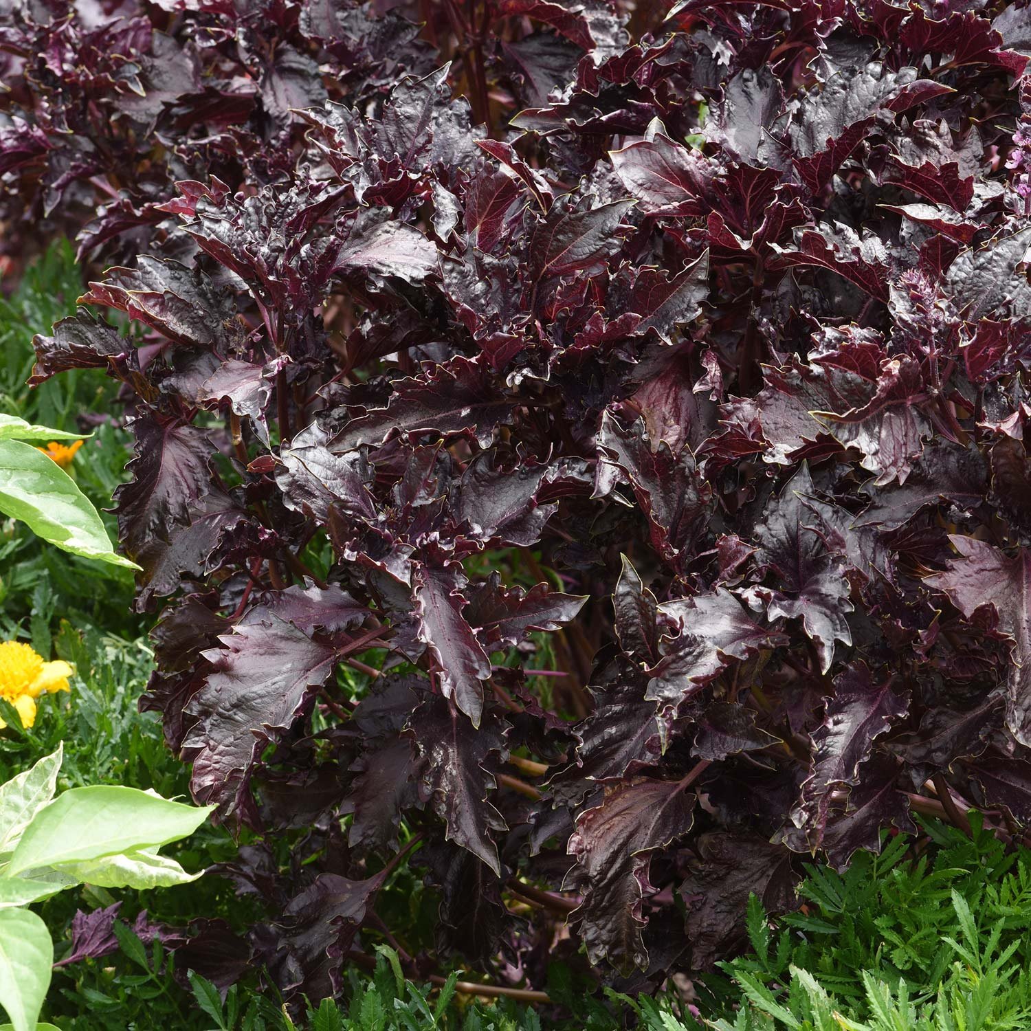 Marshalls Garden Basil Seeds Purple Ruffles - 200 Seeds