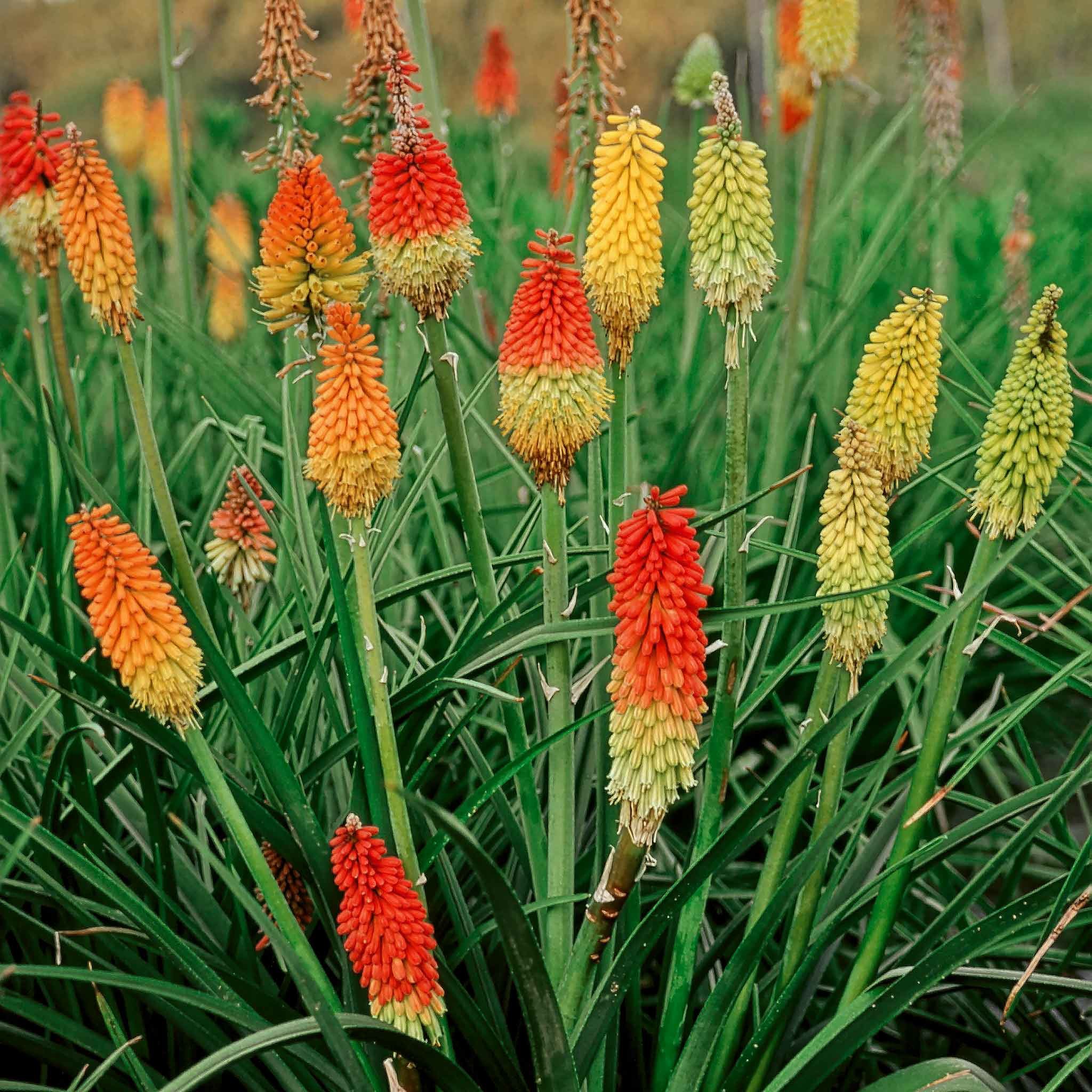Marshalls Garden Red Hot Poker Kniphofia Seeds 'Grandiflora Mix' - 50 Seeds