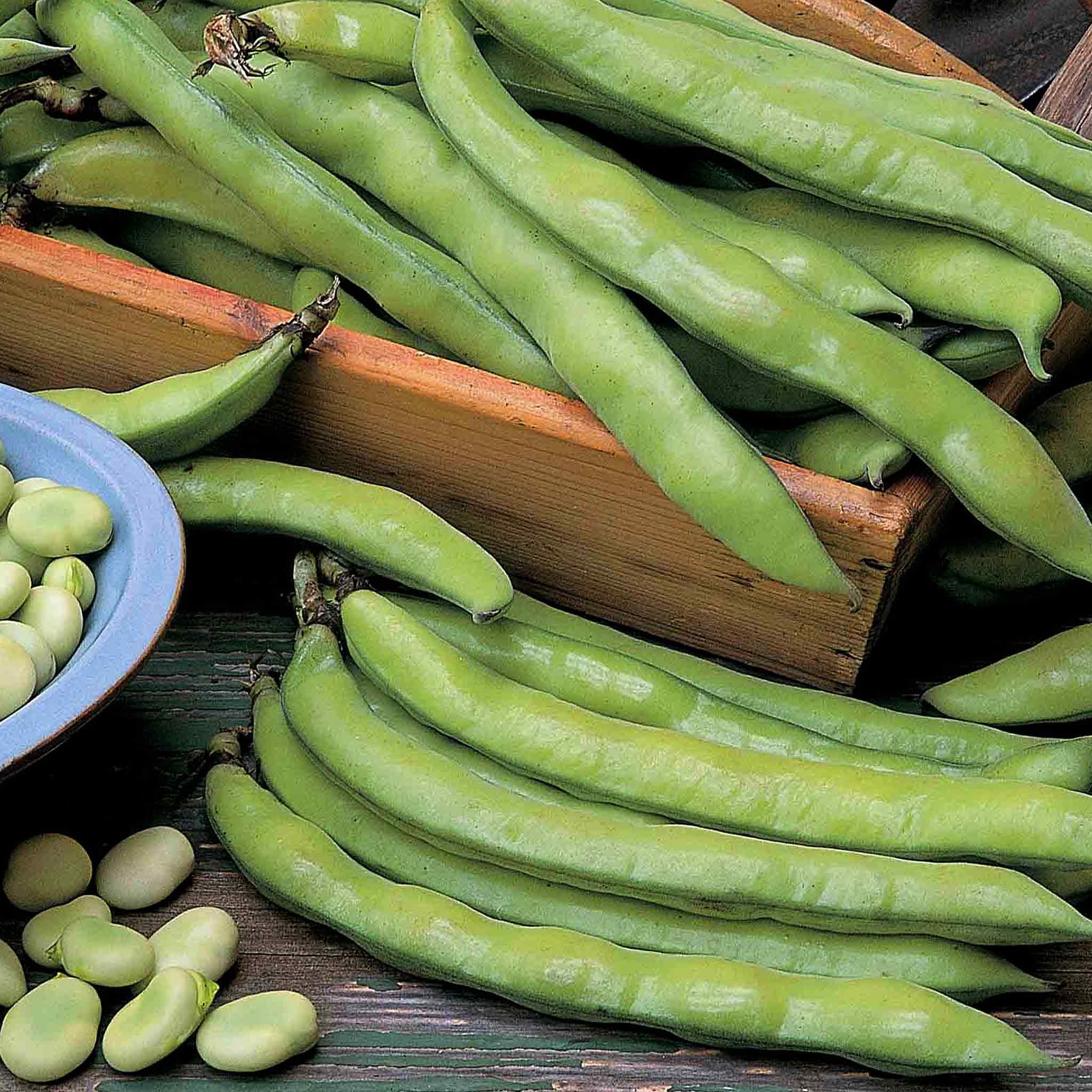 Marshalls Garden Broad Bean Seeds 'Aquadulce Claudia' - 100 Seeds