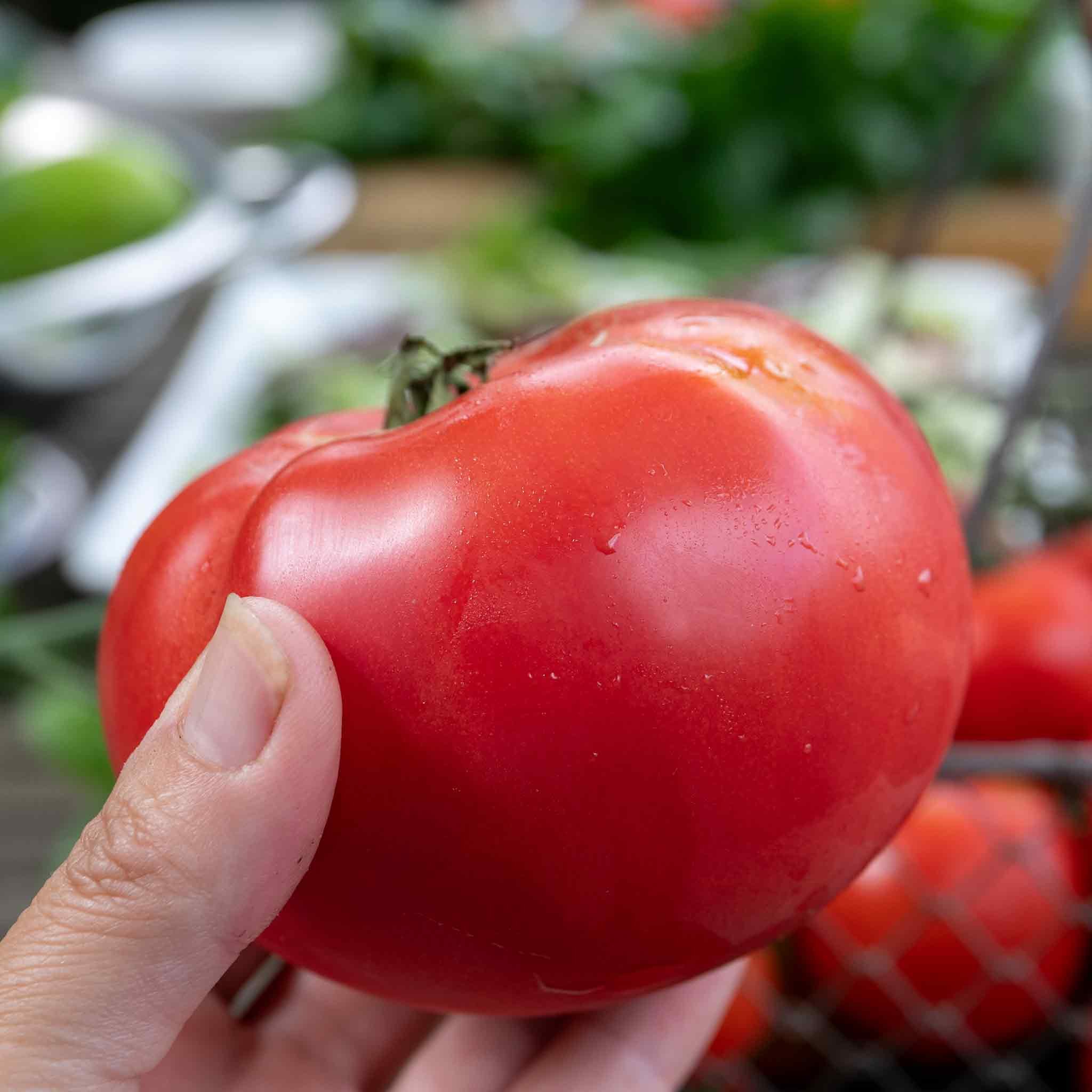 Marshalls Garden Tomato Seeds Big Daddy -15 Seeds