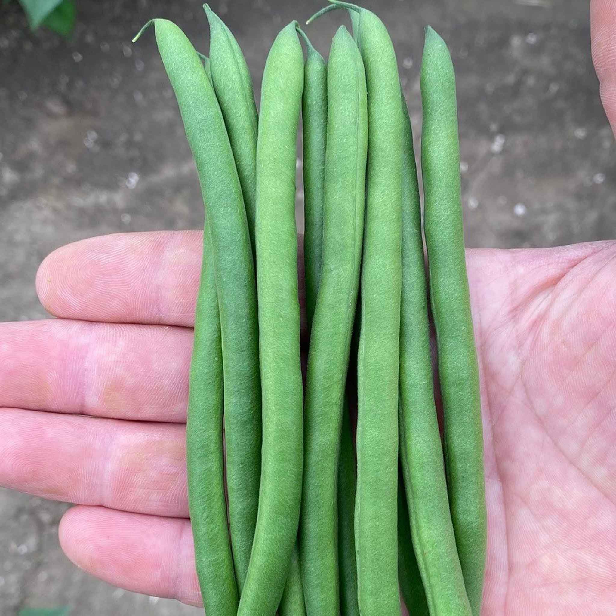 Unwins Dwarf French Bean Seeds 'Quartz' - 150 Seeds