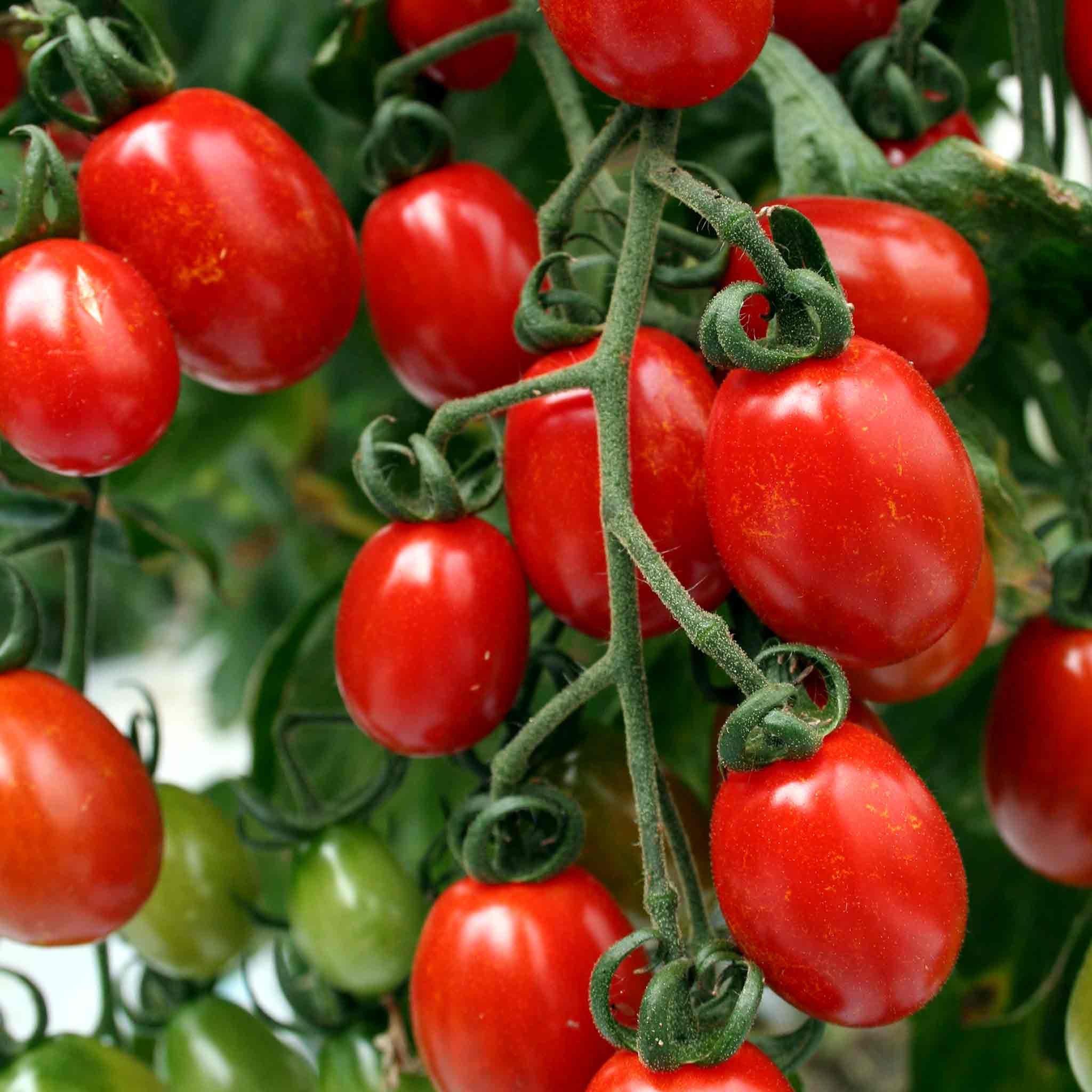 Marshalls Garden Sungrape F1 Tomato Seeds - High-Yield - 6 Seeds