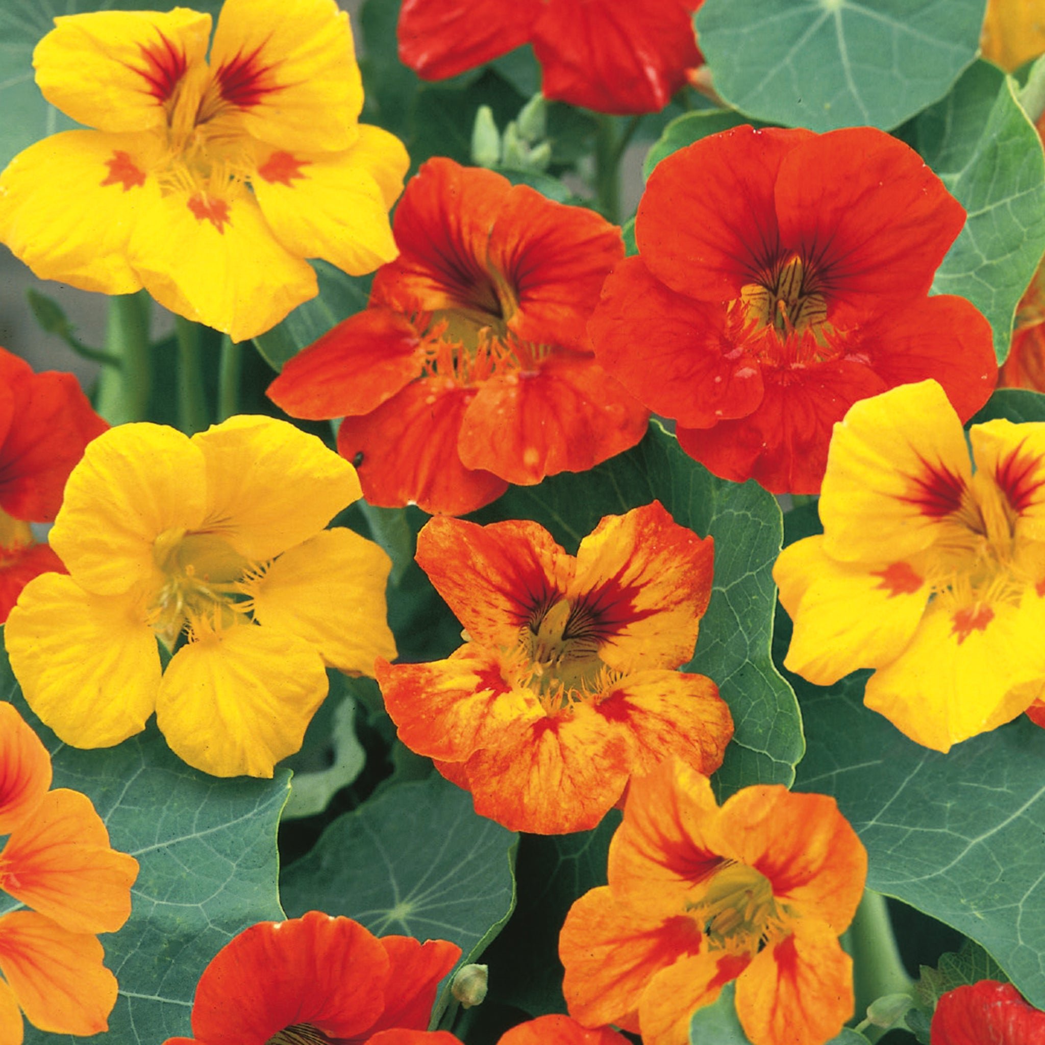 Unwins Nasturtium Seeds 'Jeepers Creepers' - 40 Seeds