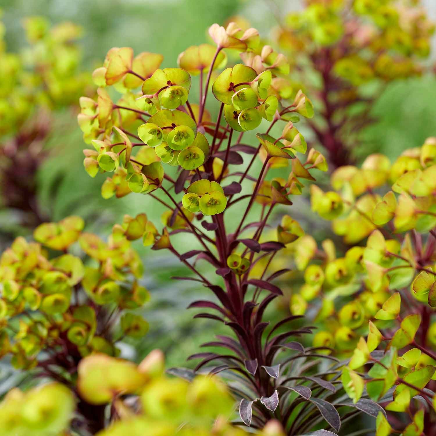 Marshalls Garden Euphorbia 'Miners Merlot' - 9cm Plant
