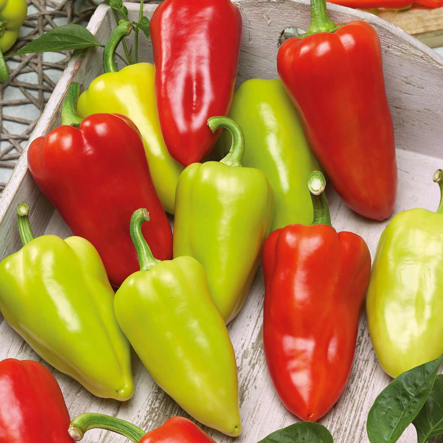 Marshalls Garden Sweet Slavus Pepper Seeds (Capsicum Annuum) 8 Seeds