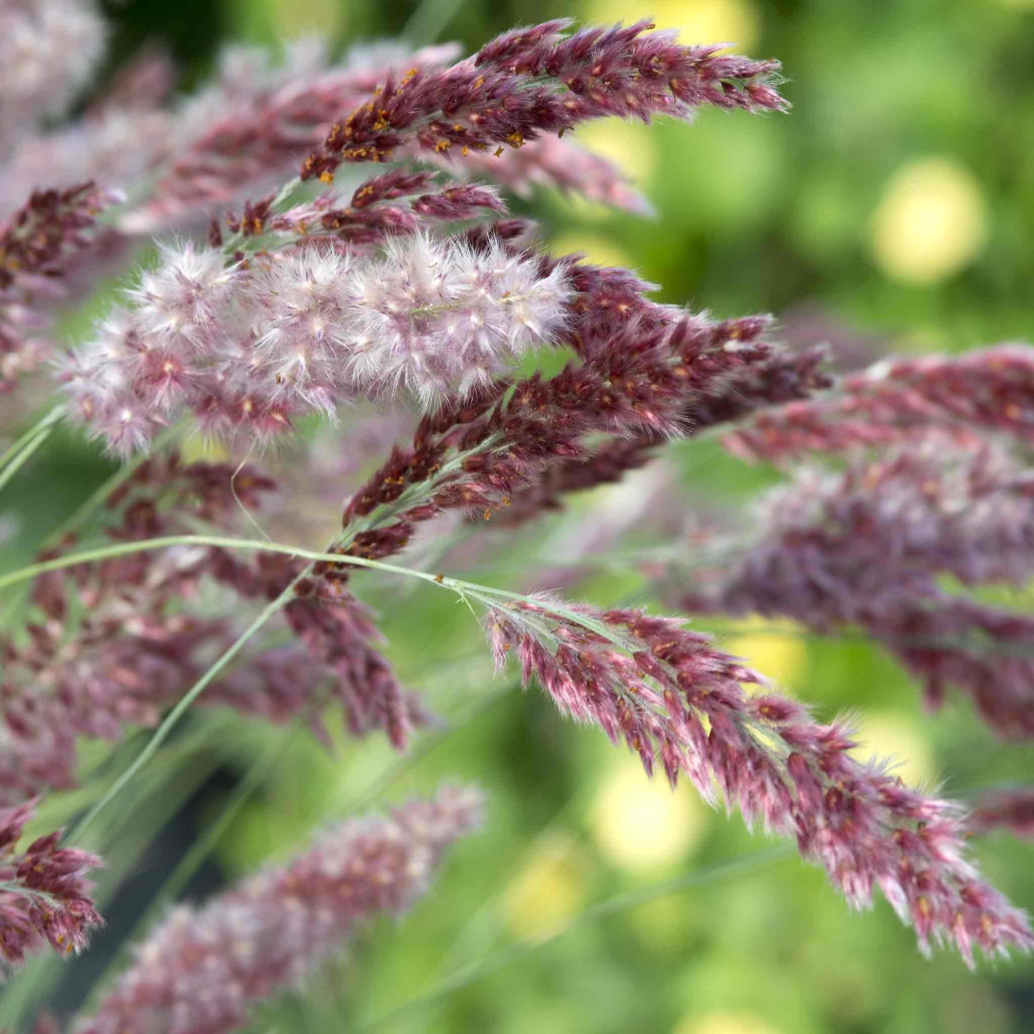 Marshalls Garden Ornamental Grass 'Melinis Karoo Queen' - 25 Seeds